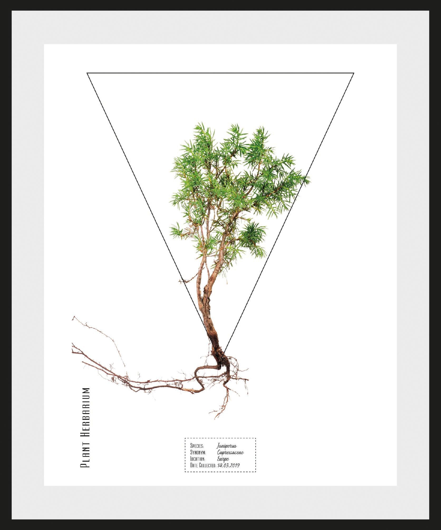 Image of andas Bild »Pflanze Juniperus«, mit Rahmen bei Ackermann Versand Schweiz