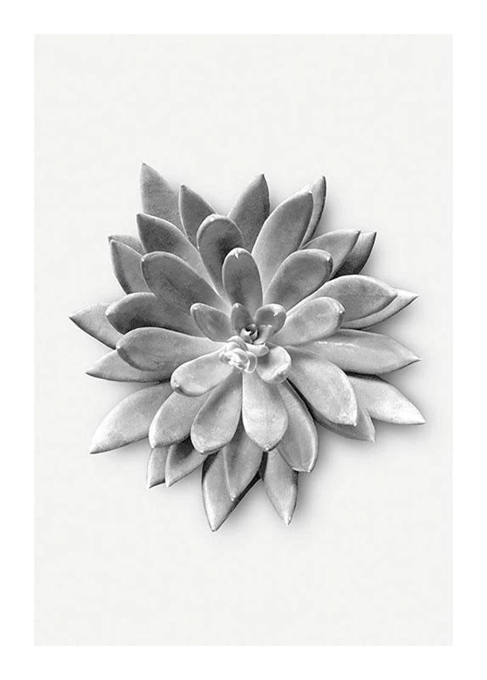 Image of Komar Bild "Succulent Agave" Blätter Pflanzen 1 Stk. tlg. Wandbild zur Dekoration - ohne Rahmen