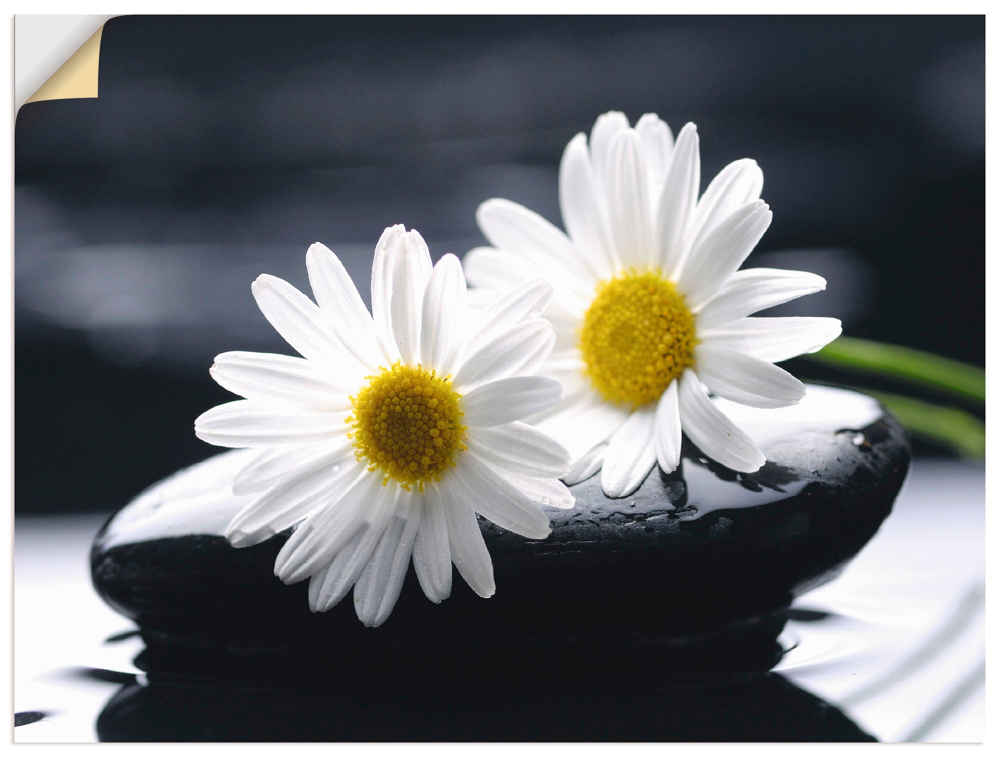 Image of Artland Wandbild »Zwei Gerbera auf einem Zenstein«, Blumen, (1 St.), in vielen Grössen & Produktarten - Alubild / Outdoorbild für den Aussenbereich, Leinwandbild, Poster, Wandaufkleber / Wandtattoo auch für Badezimmer geeignet bei Ackermann Versand Schwei