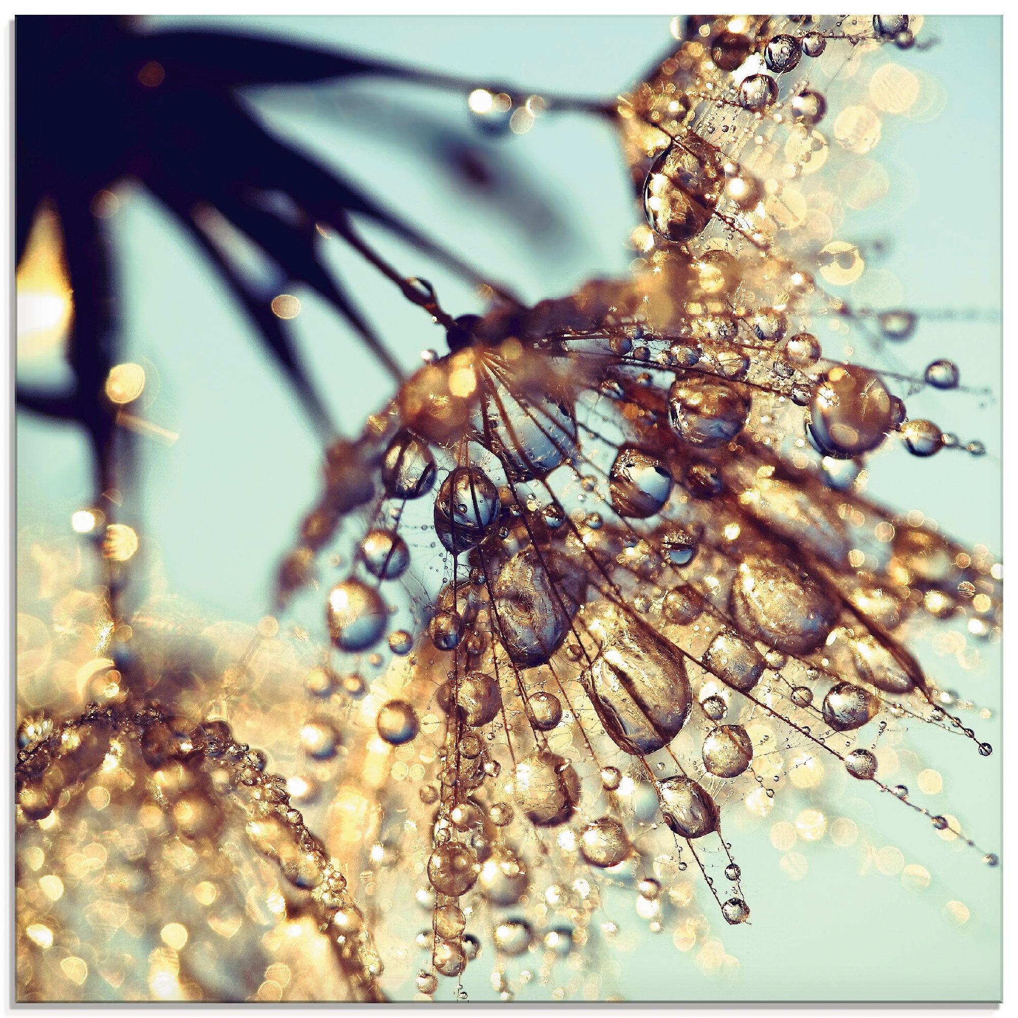 Image of Artland Glasbild »Pusteblume Goldener Regen«, Blumen, (1 St.) bei Ackermann Versand Schweiz