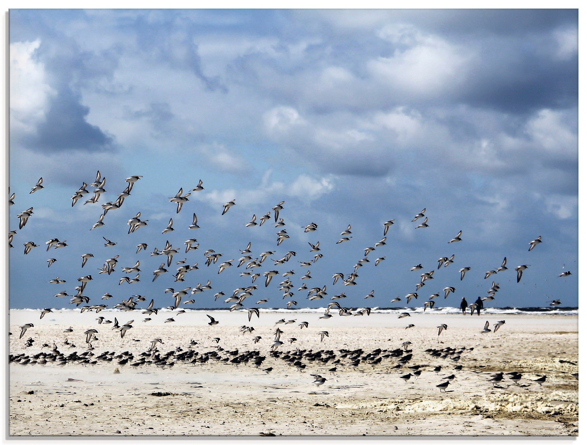 Image of Artland Glasbild »Die Vögel«, Strand, (1 St.) bei Ackermann Versand Schweiz