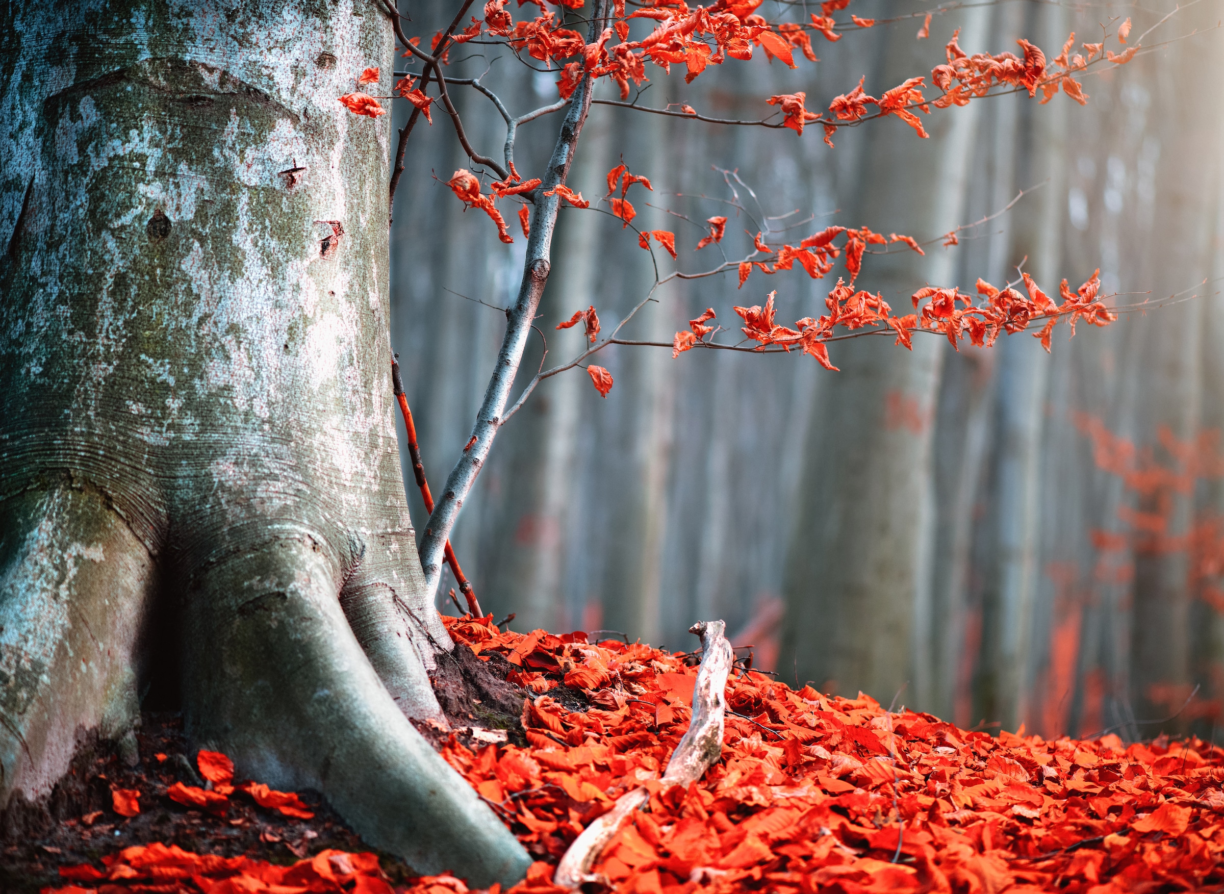 Image of Papermoon Fototapete "Old Autumn Tree" glatt
