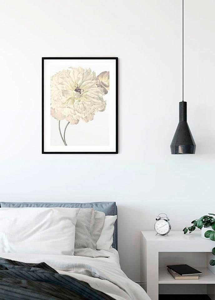 Komar Image »Illustration Dahlia« 1 cuis tlg. Wandbild zur Dekoration - ohne Rahmen