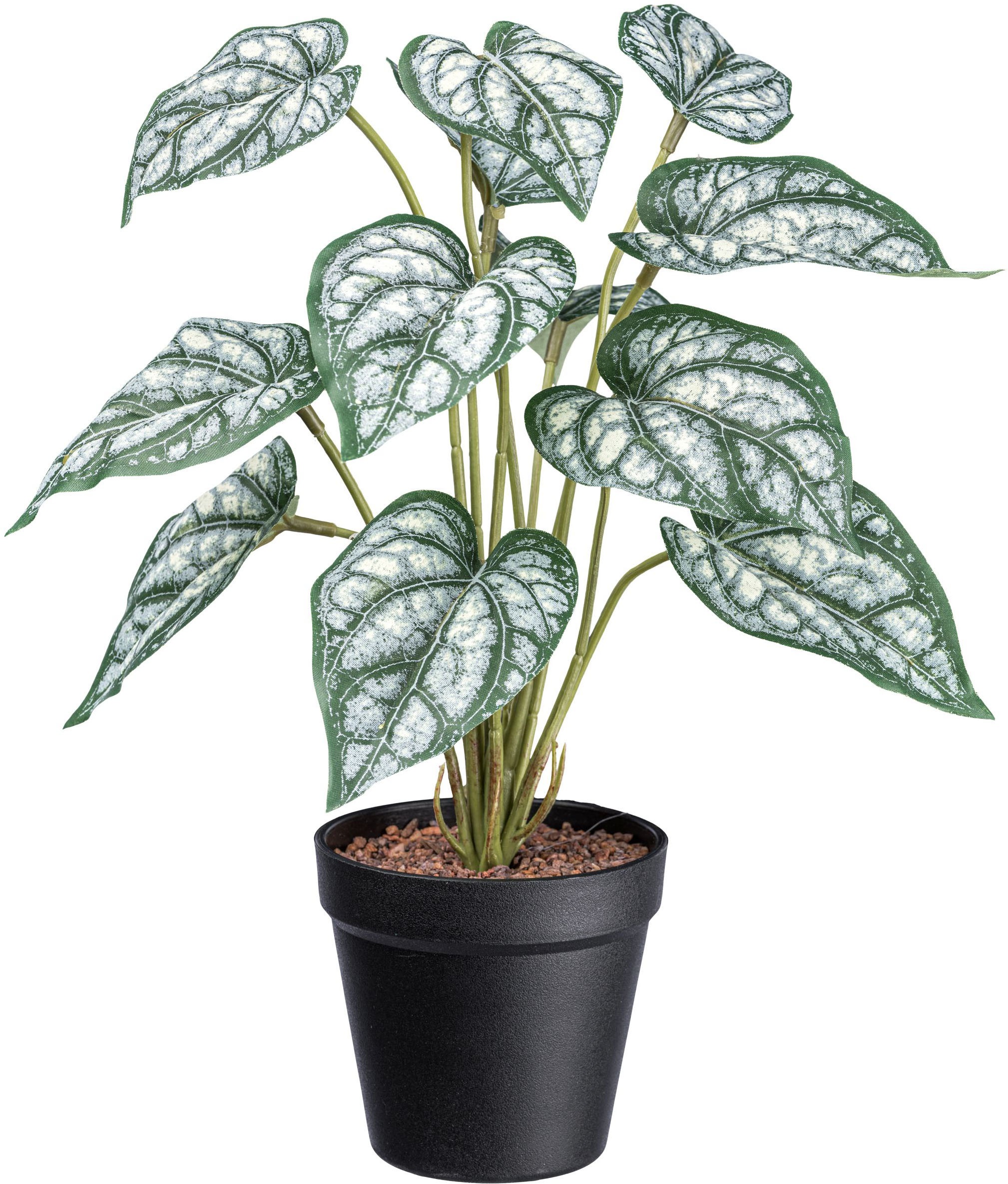 Creativ green Künstliche Zimmerpflanze »Syngonium«, mit grünweissen Blättern