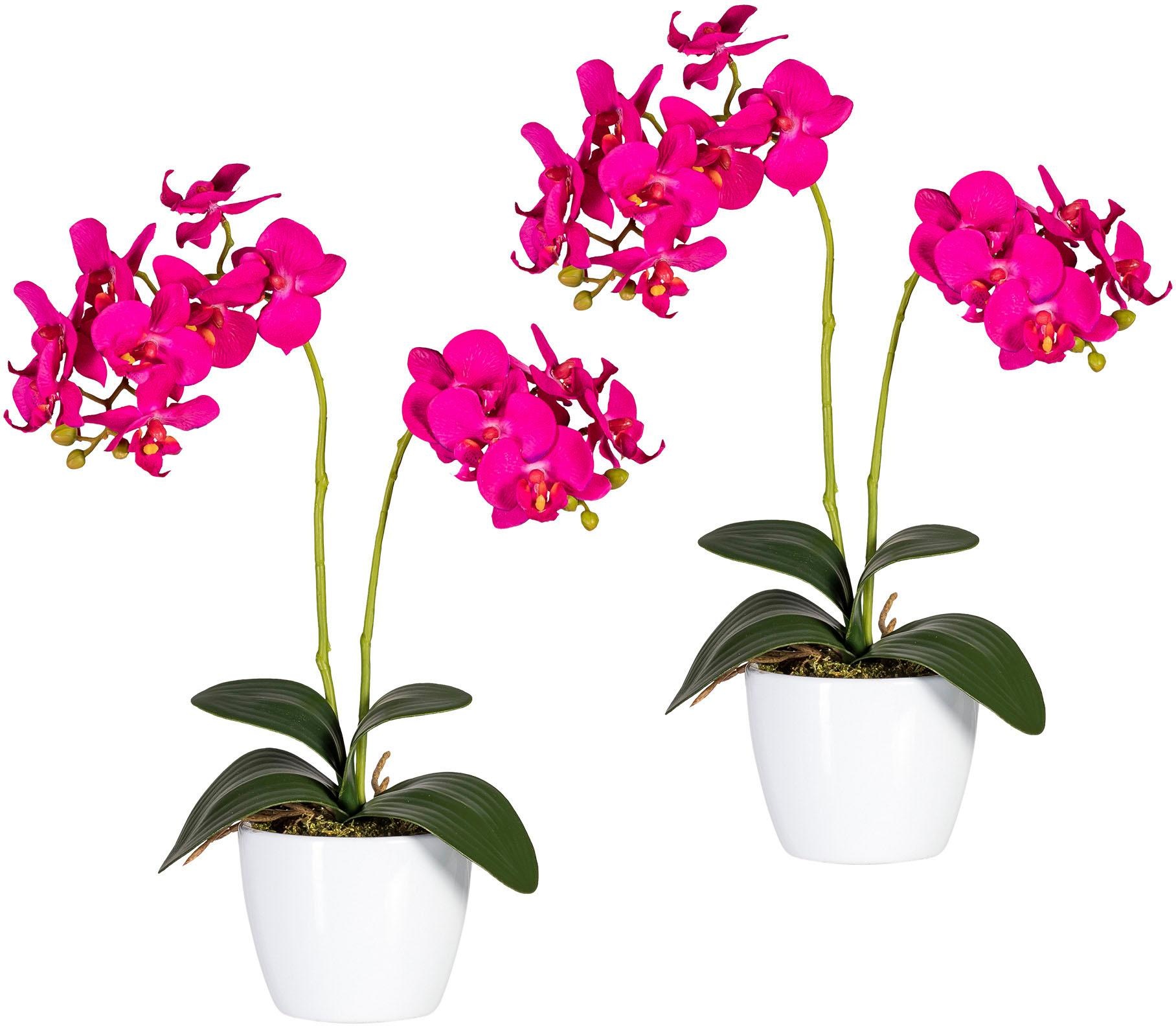 Image of Creativ green Kunstpflanze »Phalaenopsis«, (Set, 2 St.) bei Ackermann Versand Schweiz