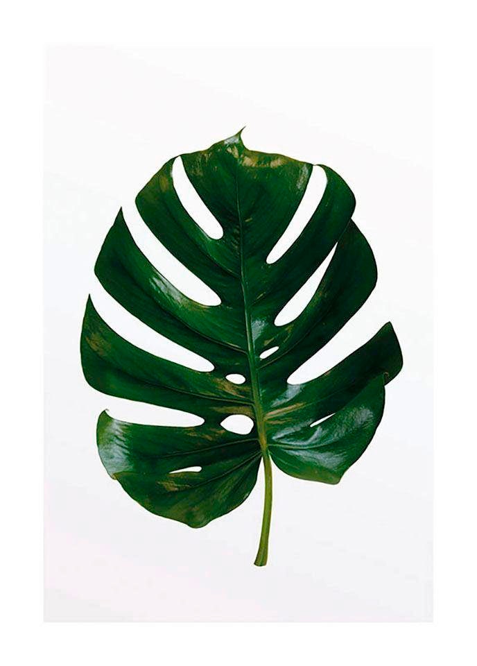 Komar Poster »Monstera Leaf«, Pflanzen-Blätter, (1 St.), Kinderzimmer, Schlafzimmer, Wohnzimmer