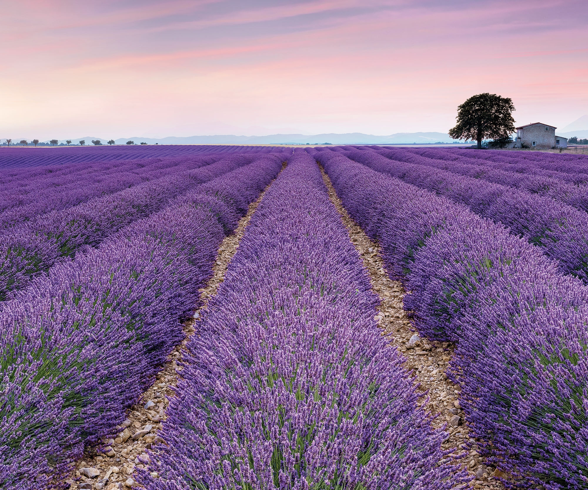 Image of Komar Fototapete "Digitaldruck Vlies - Provence - Grösse 300 x 250 cm" bedruckt glatt Wohnzimmer, Schlafzimmer
