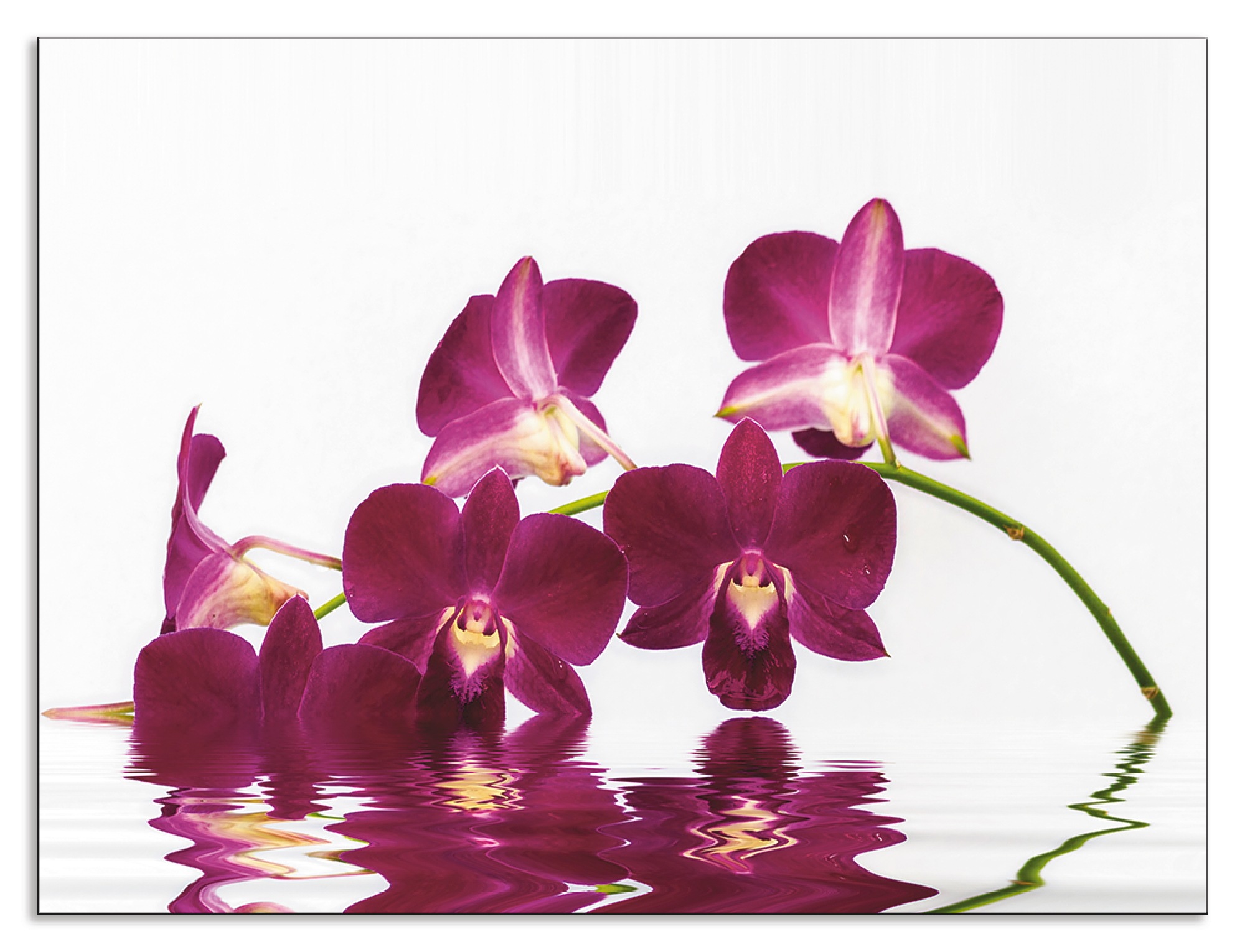 Artland Küchenrückwand »Phalaenopsis Orchidee«, (1 tlg.), Alu Spritzschutz mit Klebeband, einfache Montage