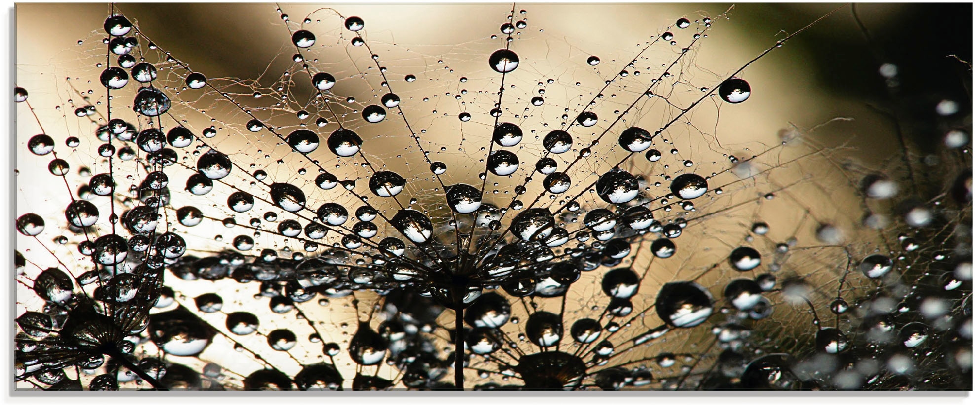 Image of Artland Glasbild "Nasser Löwenzahn" Blumen 1 Stk. tlg. in verschiedenen Grössen