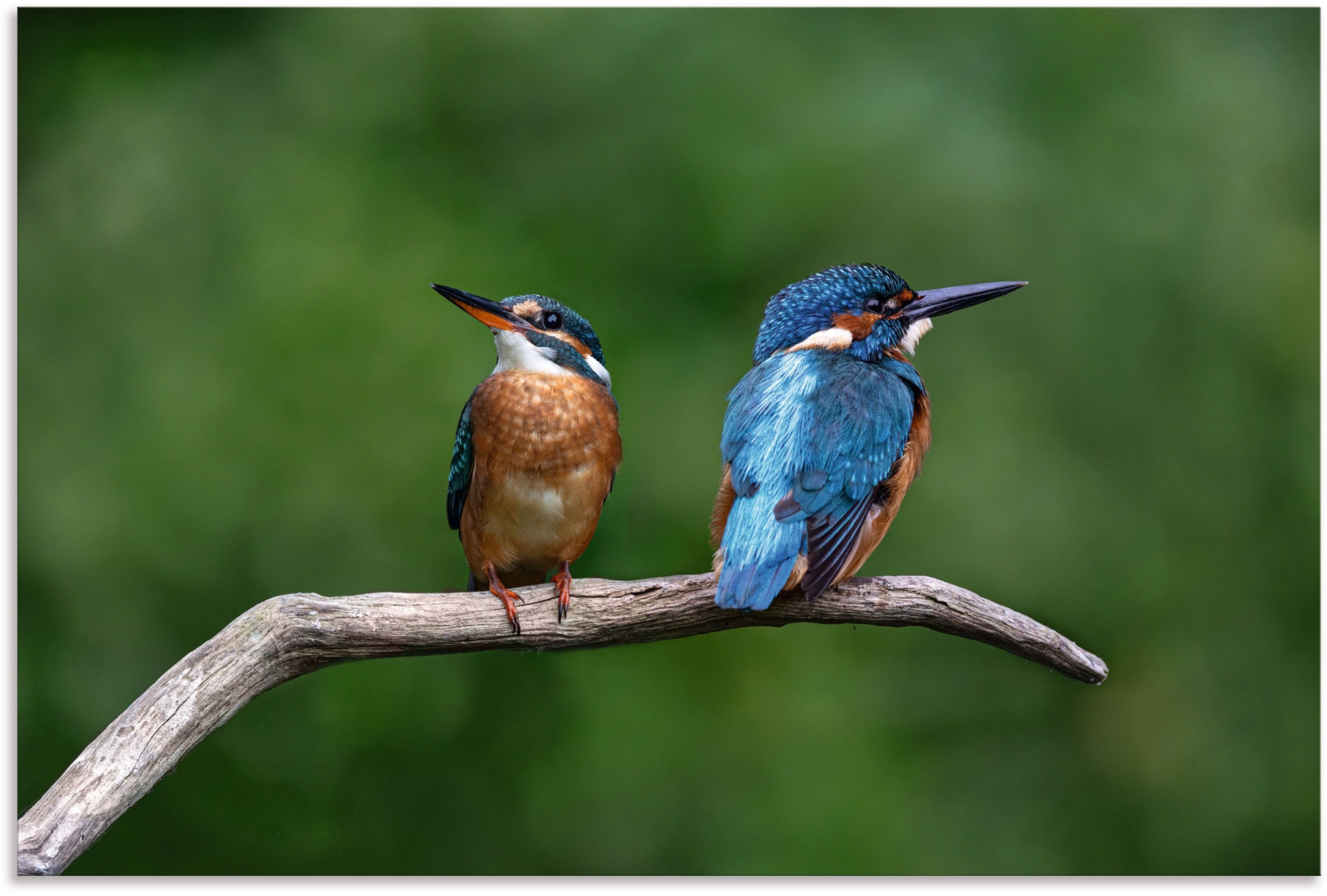 Artland Wandbild »Zwei Eisvogel«, Vogelbilder, (1 St.), als Alubild, Outdoorbild, Poster in verschied. Grössen