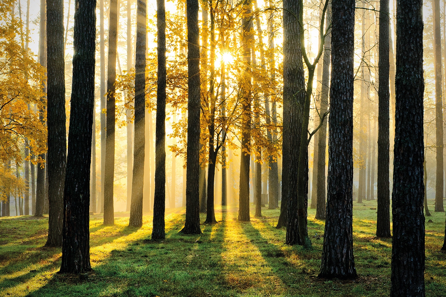 Image of Papermoon Fototapete "Sunny Forest" glatt