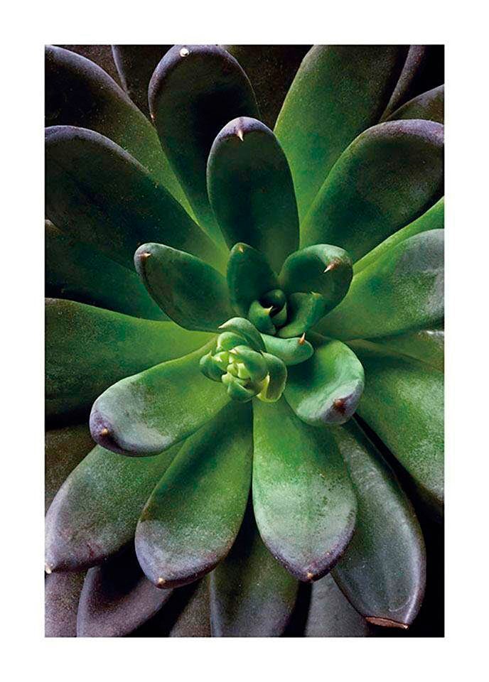 Image of Komar Bild "Succulent Single" Blätter Pflanzen 1 Stk. tlg. Wandbild zur Dekoration - ohne Rahmen