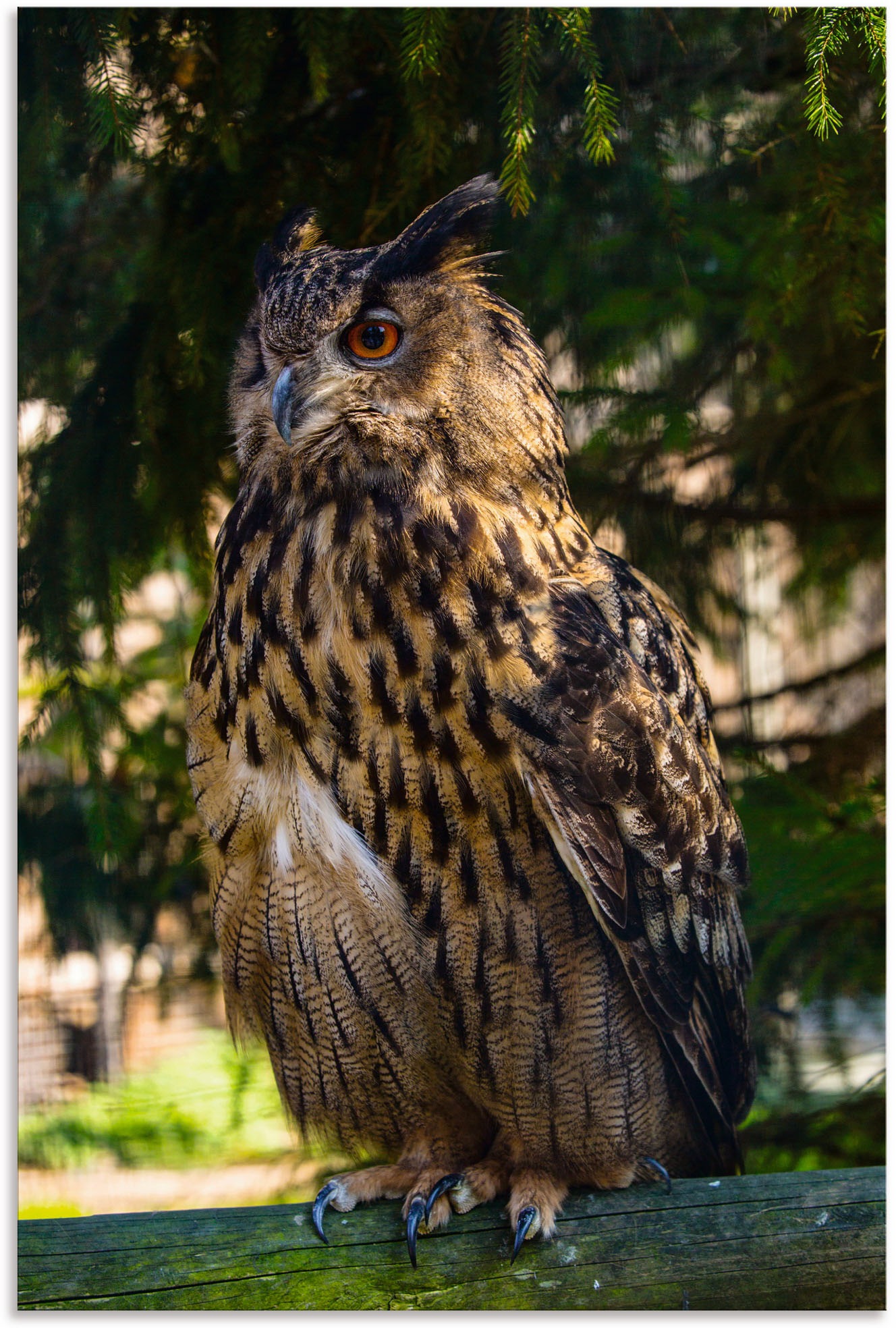 Image of Artland Wandbild »Ein Uhu im Wald«, Eulen, (1 St.), in vielen Grössen & Produktarten - Alubild / Outdoorbild für den Aussenbereich, Leinwandbild, Poster, Wandaufkleber / Wandtattoo auch für Badezimmer geeignet bei Ackermann Versand Schweiz