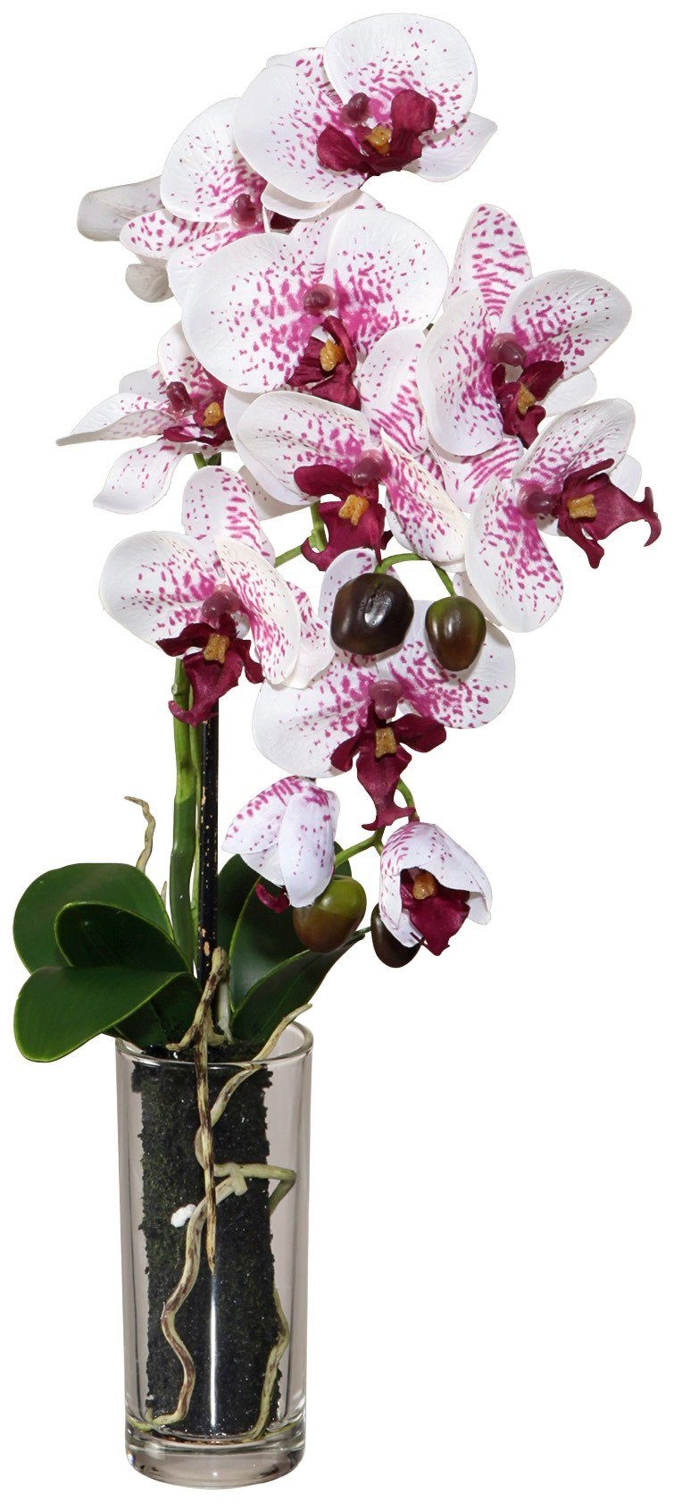 Image of Creativ green Kunstpflanze »Phalenopsis«, (1 St.) bei Ackermann Versand Schweiz