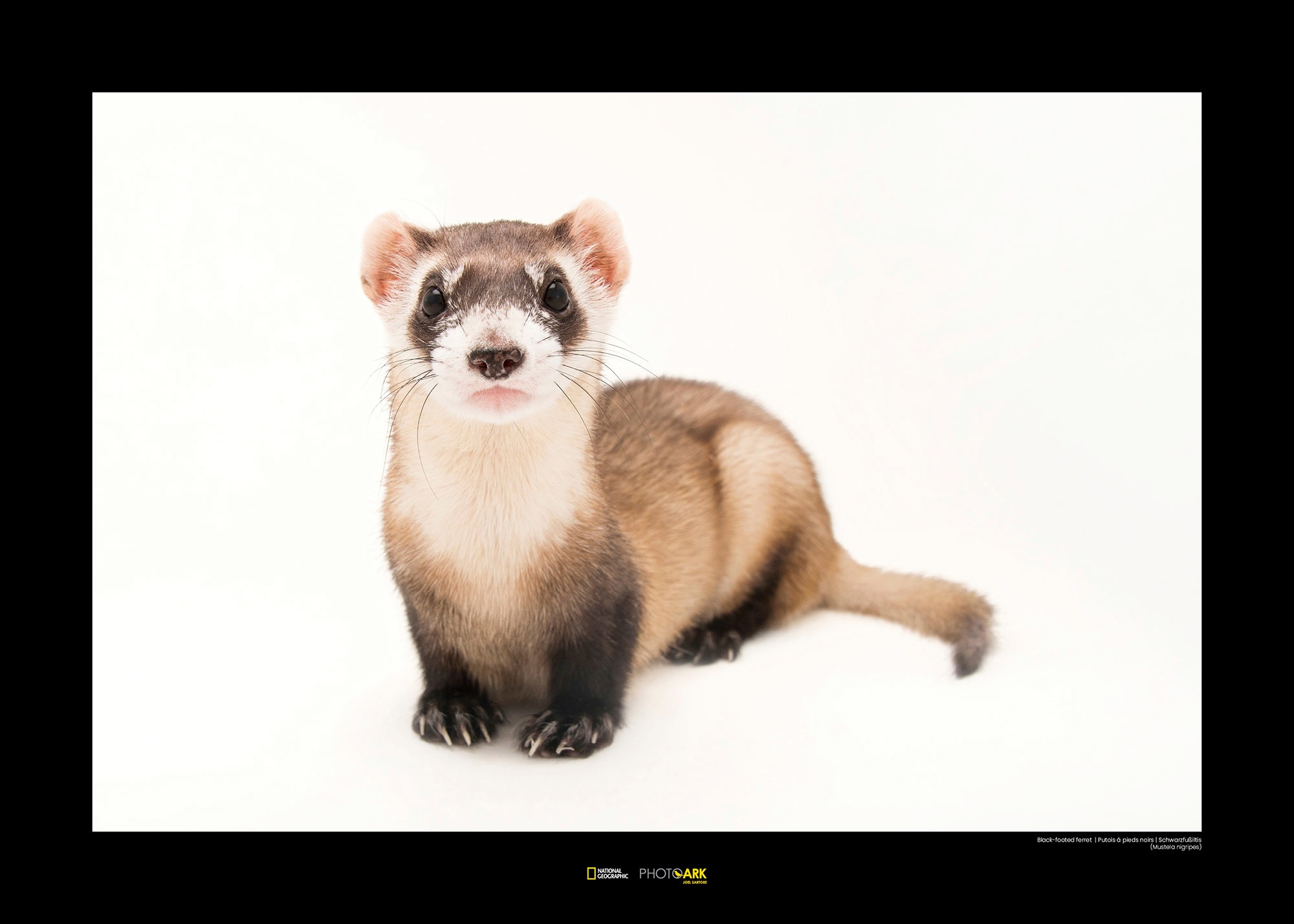 Image of Komar Poster »Black-footed Ferret«, Tiere, Höhe: 50cm bei Ackermann Versand Schweiz
