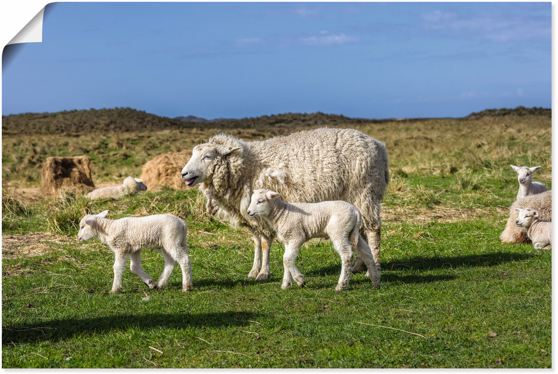 Image of Artland Wandbild »Schafe im Naturschutzgebiet Ellenbogen«, Küstenbilder, (1 St.), in vielen Grössen & Produktarten - Alubild / Outdoorbild für den Aussenbereich, Leinwandbild, Poster, Wandaufkleber / Wandtattoo auch für Badezimmer geeignet bei Ackermann V