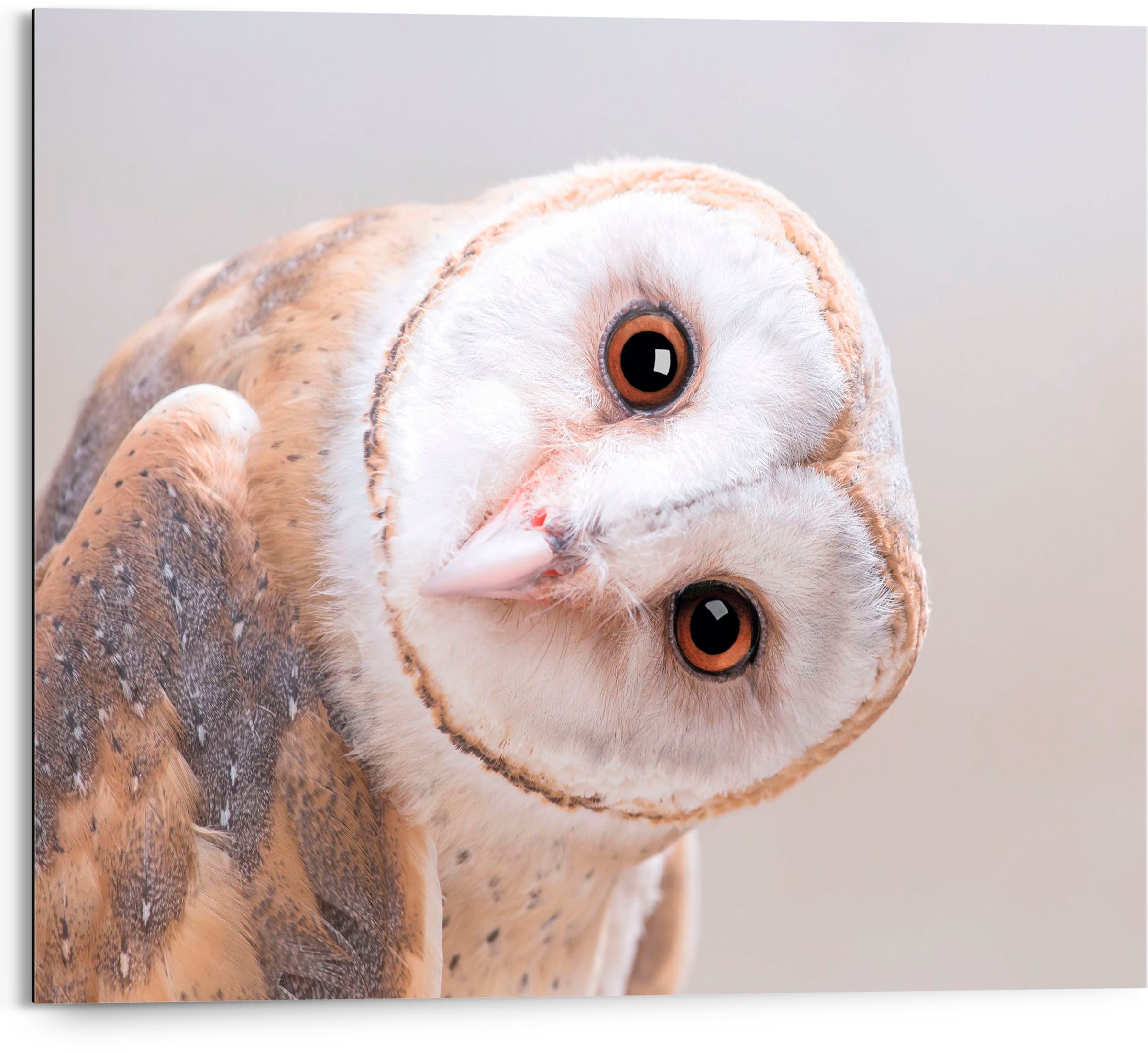 Image of Reinders! Holzbild »Barn Owl«, (1 St.) bei Ackermann Versand Schweiz