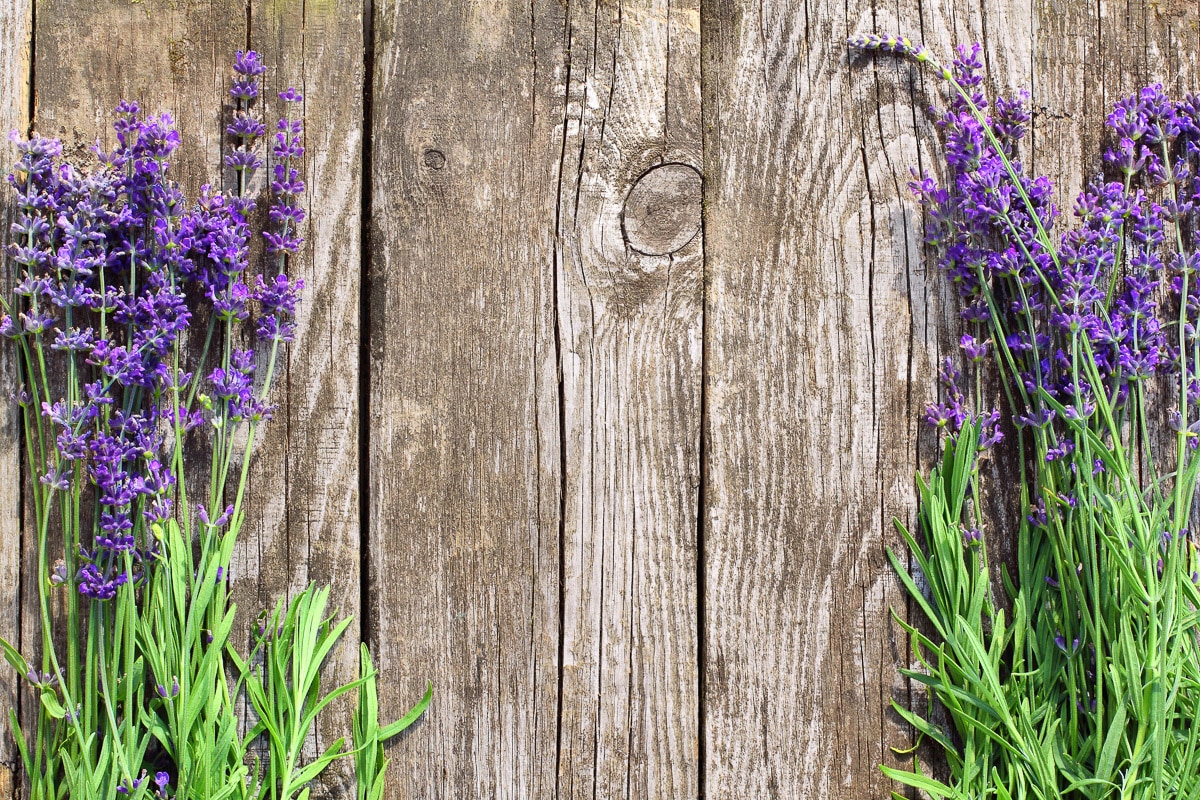 Image of Papermoon Fototapete "Blumen an Holzwand"