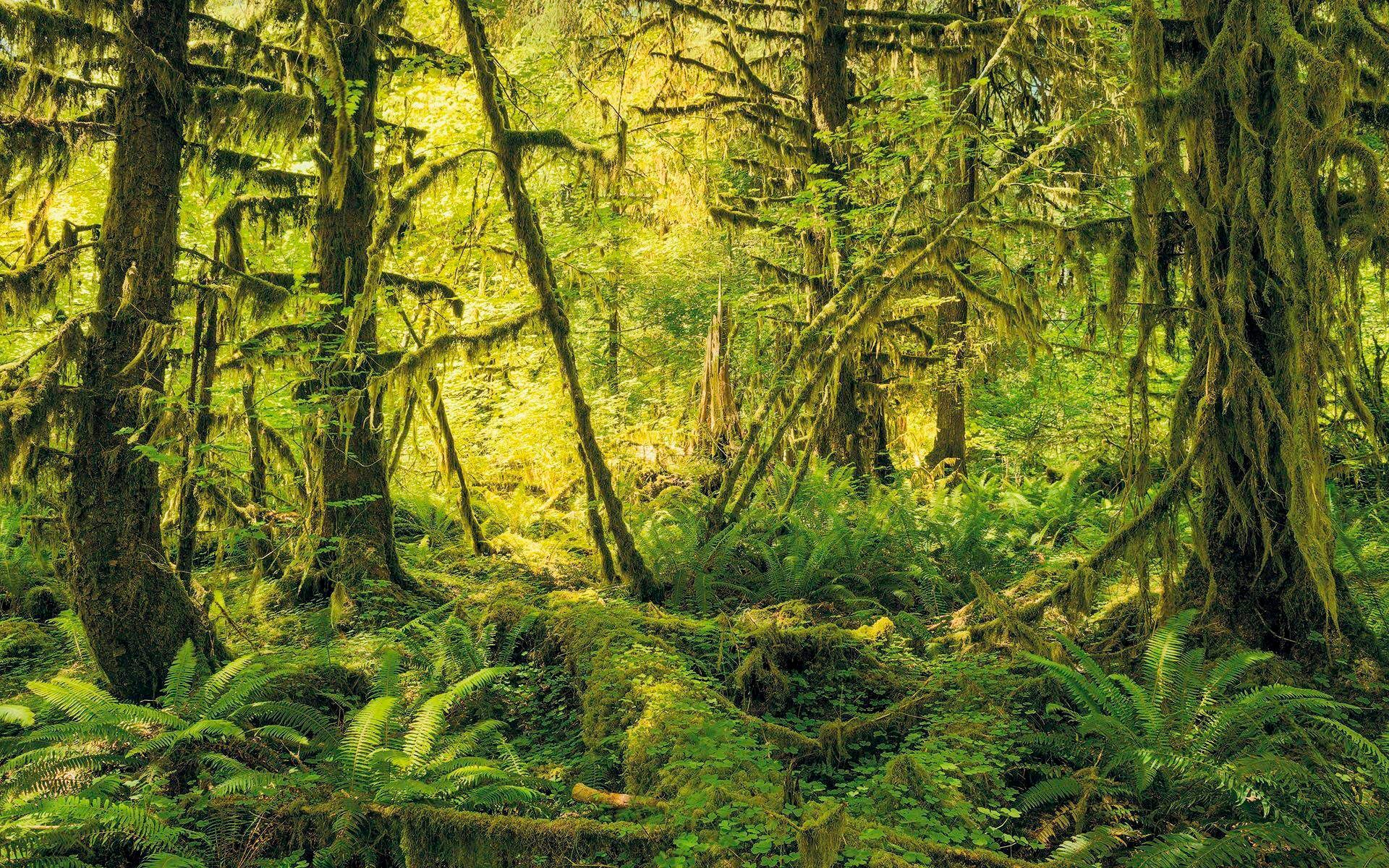 Image of Komar Vliestapete »Hefele Ancient World«, naturalistisch bei Ackermann Versand Schweiz