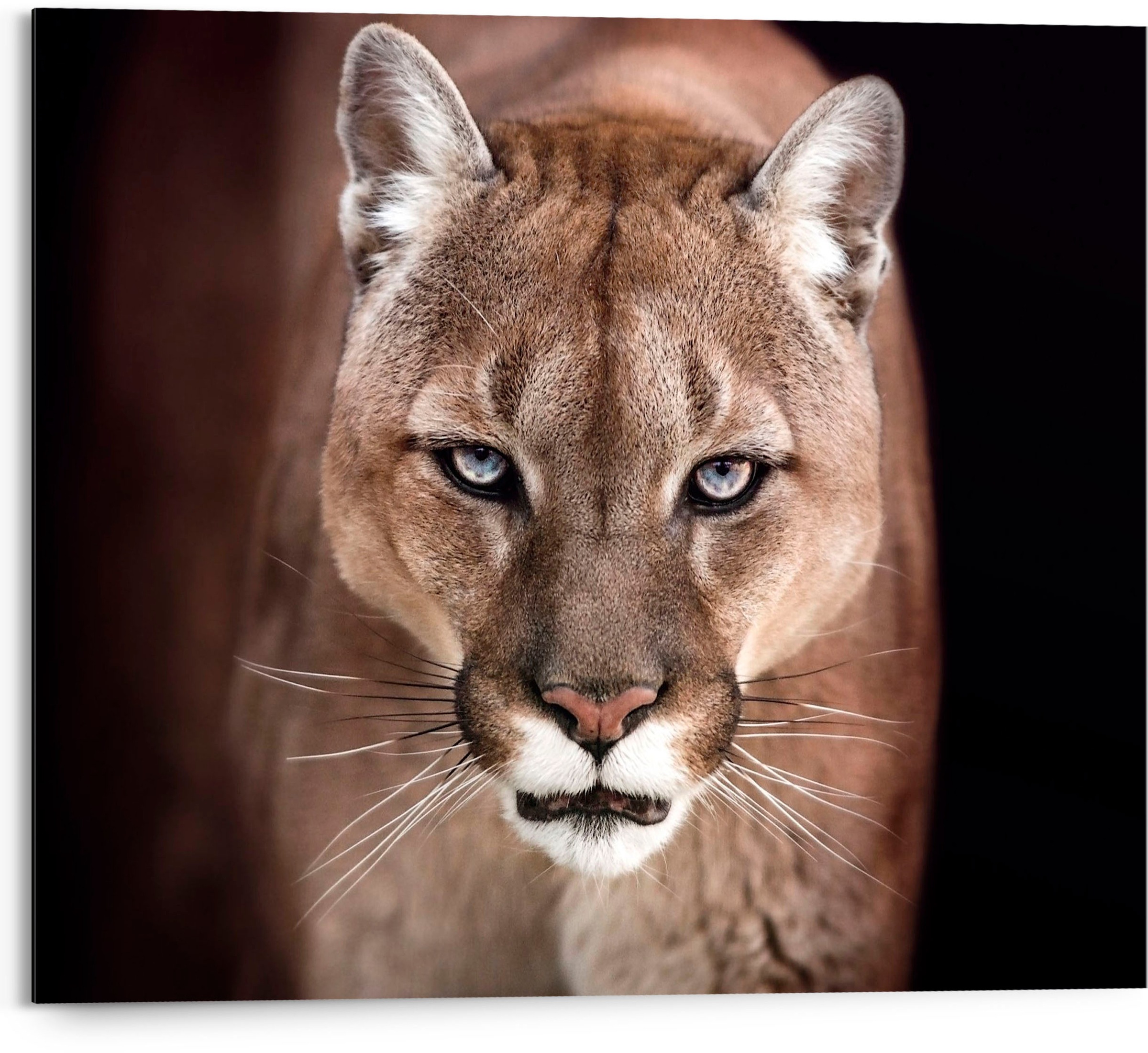 Image of Reinders! Holzbild »Cougar - close-up«, (1 St.) bei Ackermann Versand Schweiz