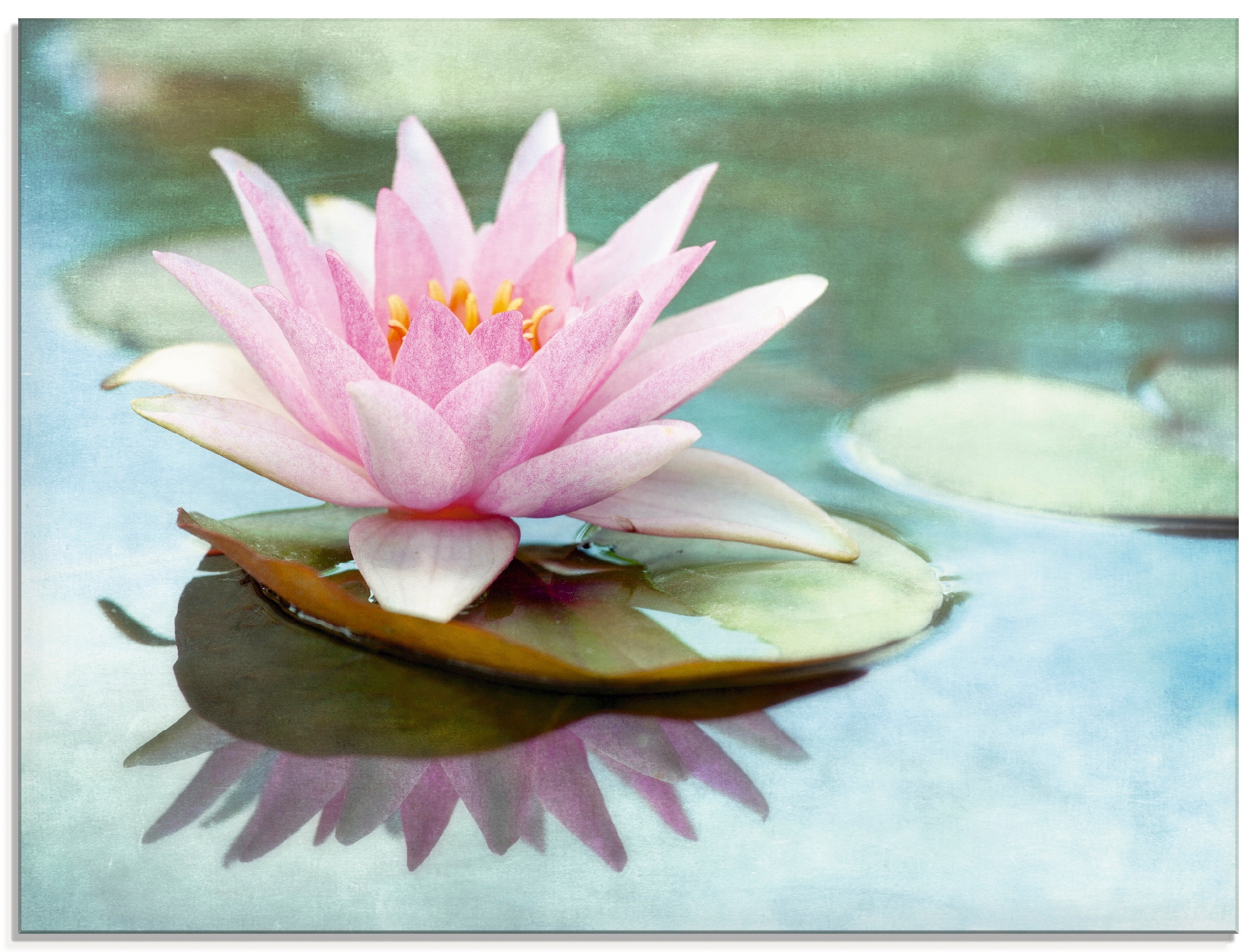 Image of Artland Glasbild "Rosa Seerose" Blumen 1 Stk. tlg. in verschiedenen Grössen