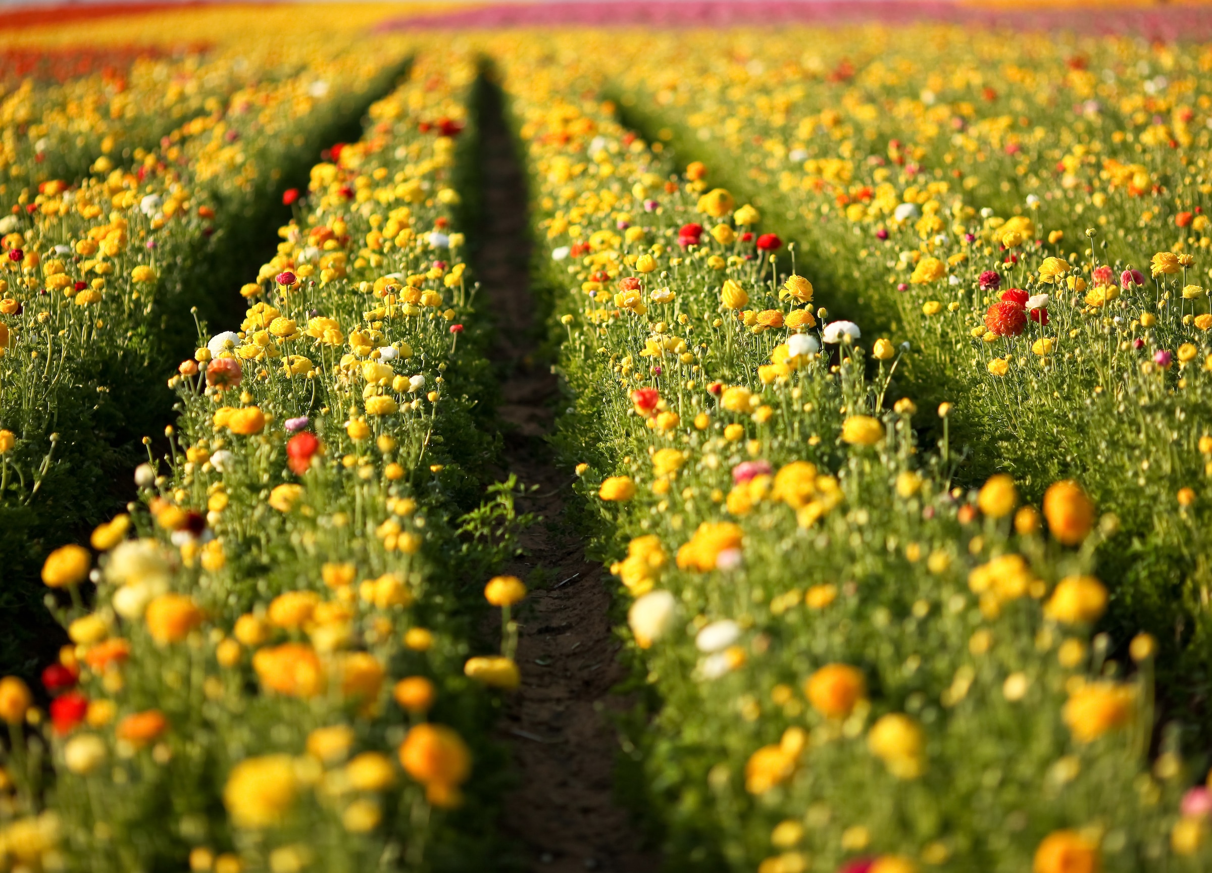 Image of Papermoon Fototapete "Flower Field in San Diego" glatt