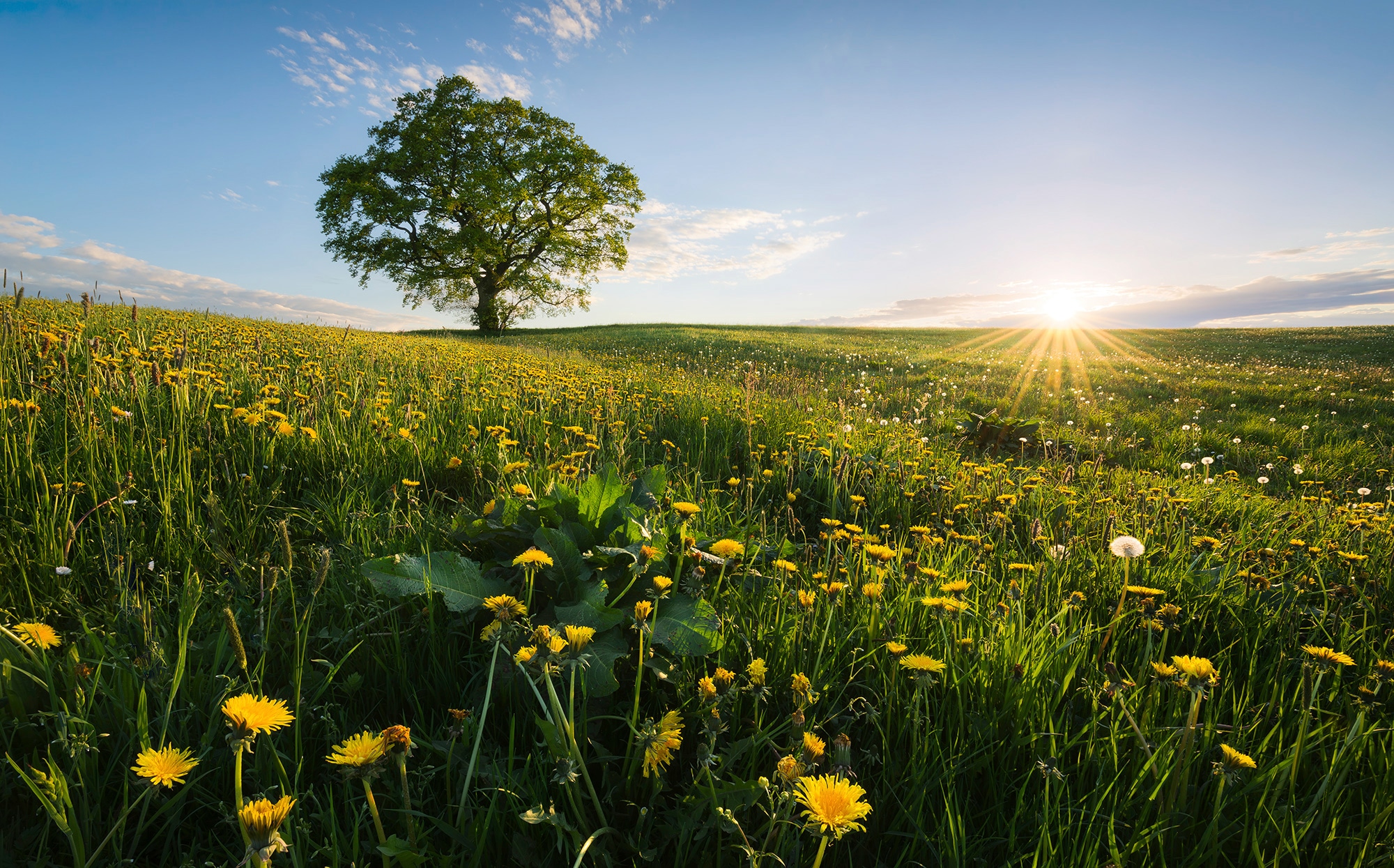 Image of Komar Vliestapete "Digitaldruck Vlies - Frühling auf dem Land - Grösse 450 x 280 cm" bedruckt glatt Wohnzimmer, Schlafzimmer
