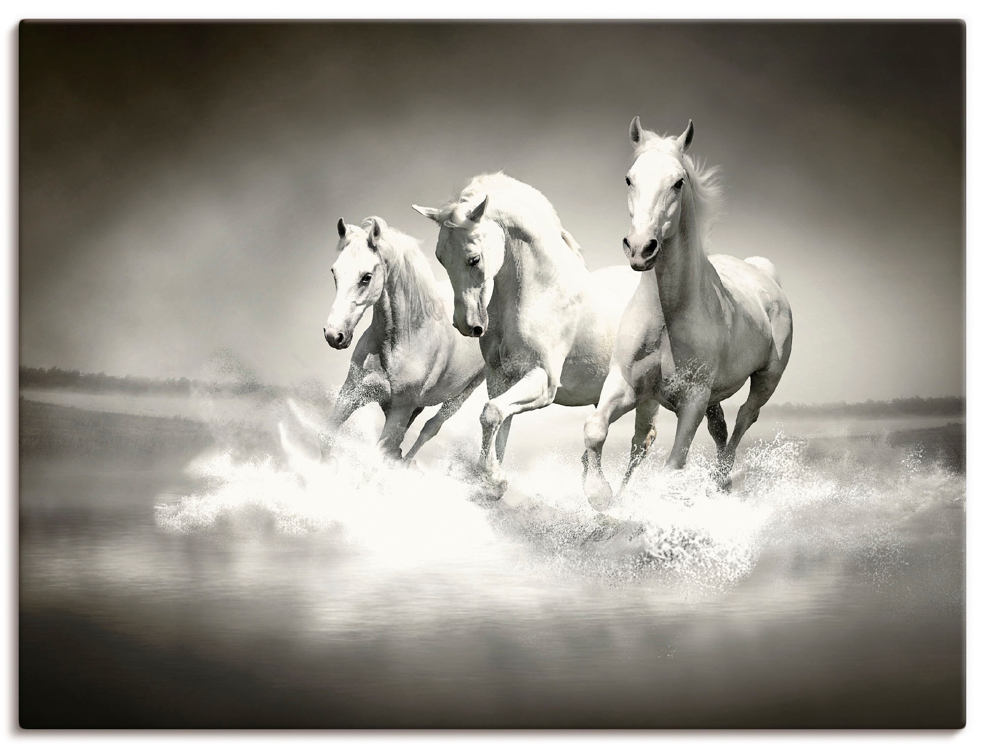 Leinwandbild »Herde von weissen Pferden«, Haustiere, (1 St.), auf Keilrahmen gespannt