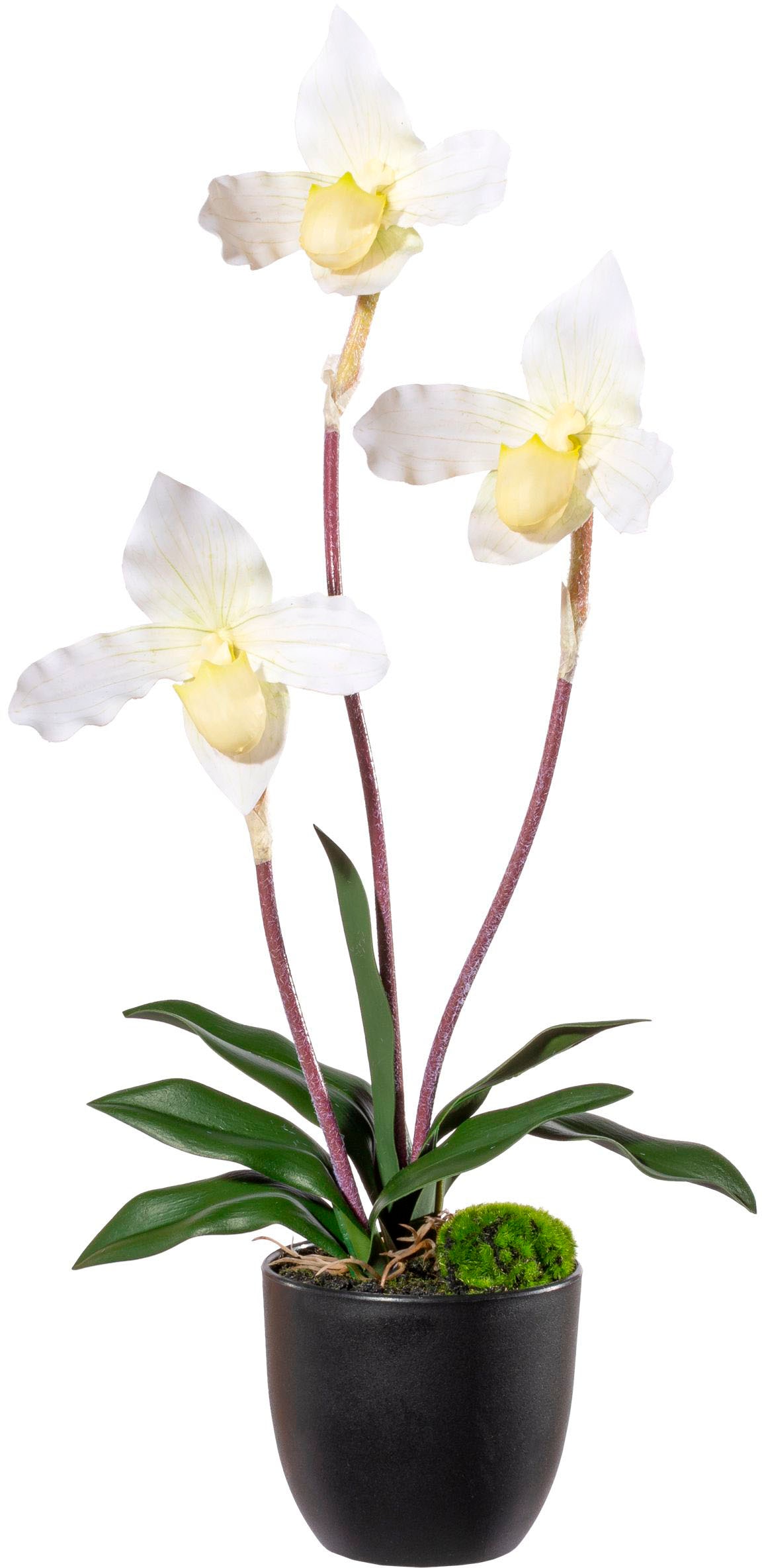 Creativ green Kunstorchidee »Orchidee Frauenschuh«, mit Real-Touch-Blüten  günstig kaufen