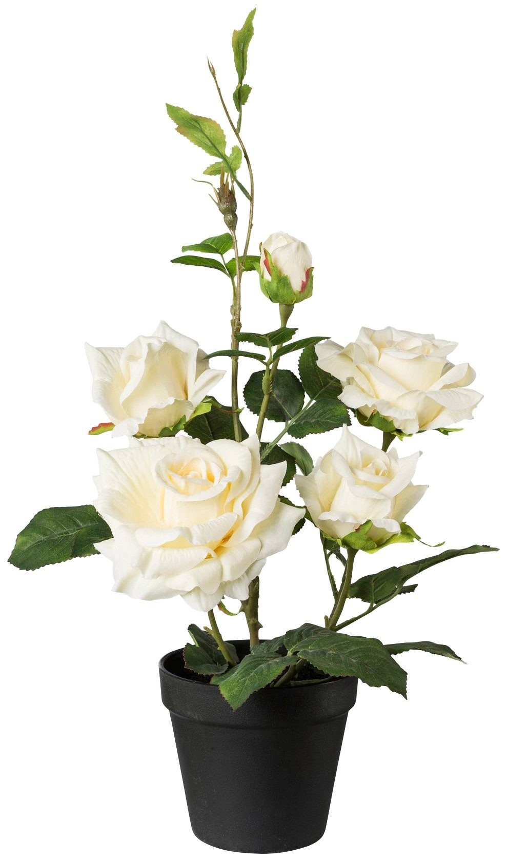 Image of Creativ green Kunstpflanze »Rosenbusch«, (1 St.), im Topf bei Ackermann Versand Schweiz