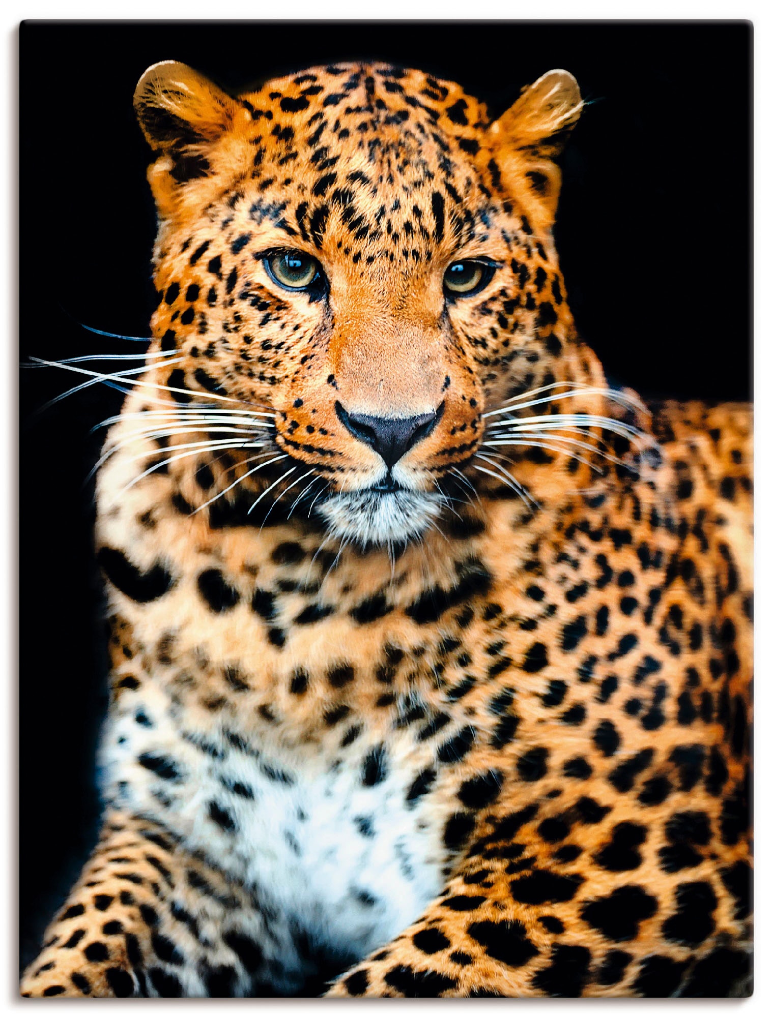 confortablement Wildtiere, Leinwandbild, Grössen in »Wütender versch. acheter Leopard«, Poster Wandaufkleber St.), als oder Artland Wandbild wilder (1 Alubild,