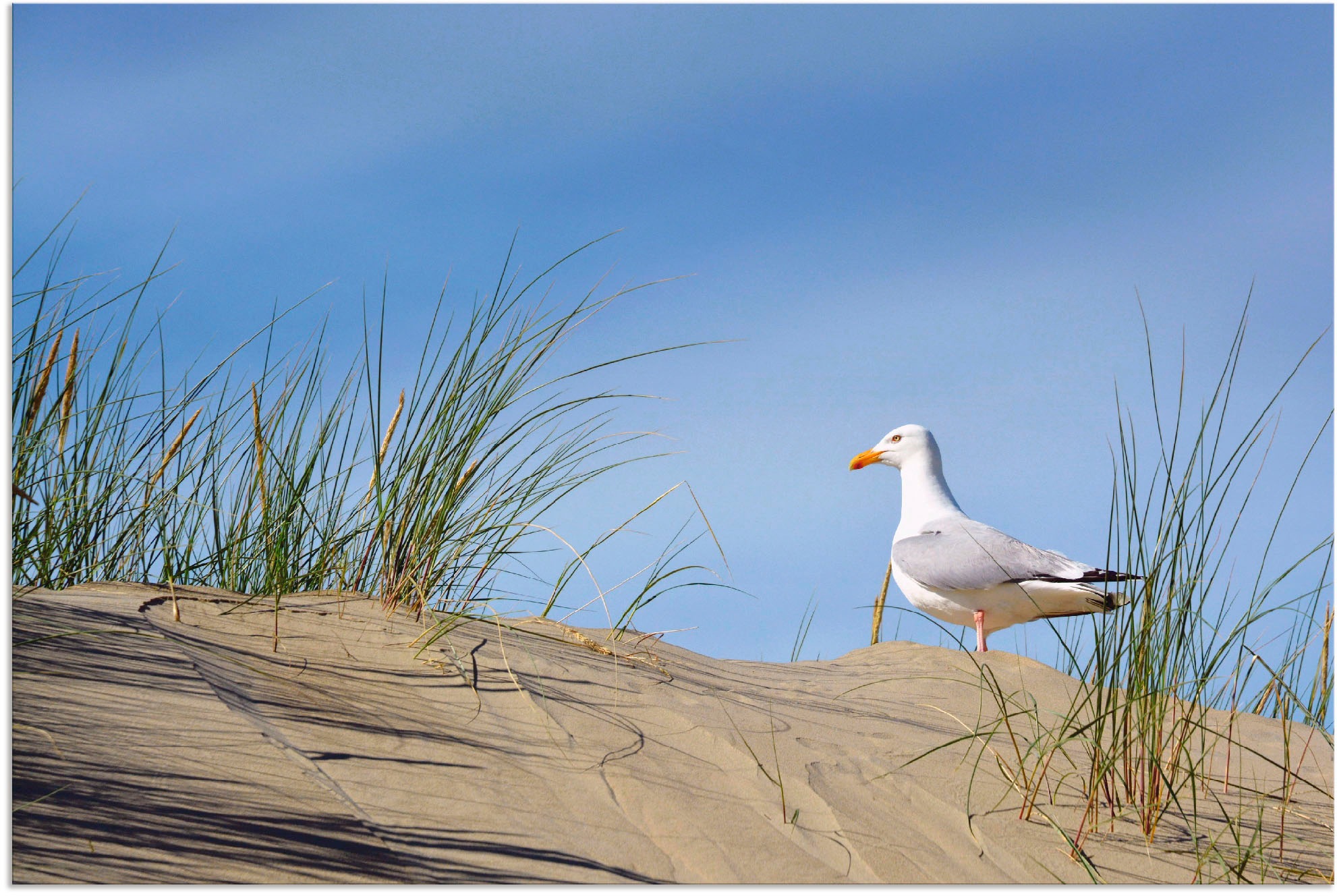 Image of Artland Wandbild »Möwe in Dünenlandschaft«, Strand, (1 St.), in vielen Grössen & Produktarten - Alubild / Outdoorbild für den Aussenbereich, Leinwandbild, Poster, Wandaufkleber / Wandtattoo auch für Badezimmer geeignet bei Ackermann Versand Schweiz