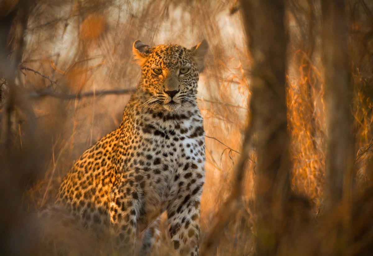 Image of Papermoon Fototapete "Leopard in Wald"