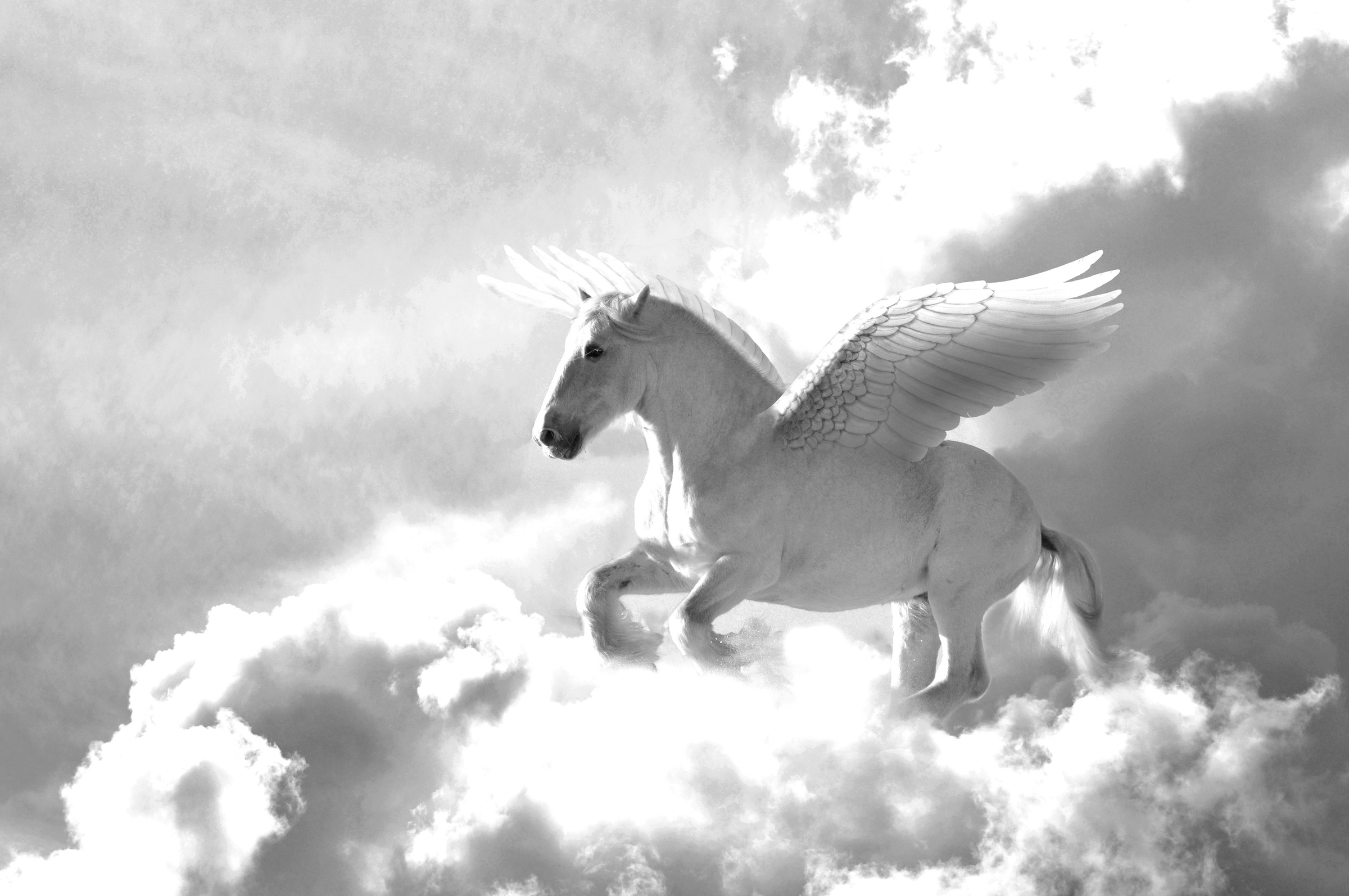 Image of Papermoon Fototapete »Pegasus Schwarz & Weiss«, Vliestapete, hochwertiger Digitaldruck, inklusive Kleister bei Ackermann Versand Schweiz