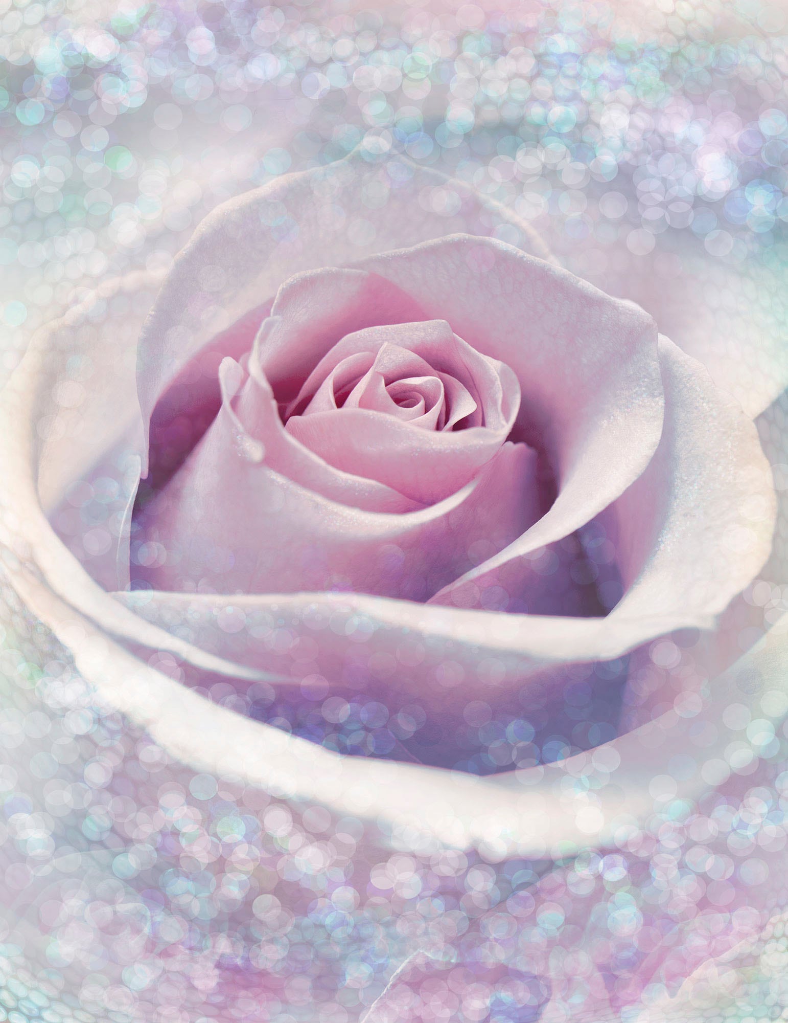 Image of Komar Vliestapete "Digitaldruck Vlies - Delicate Rose - Grösse 200 x 260 cm" bedruckt glatt Wohnzimmer, Schlafzimmer