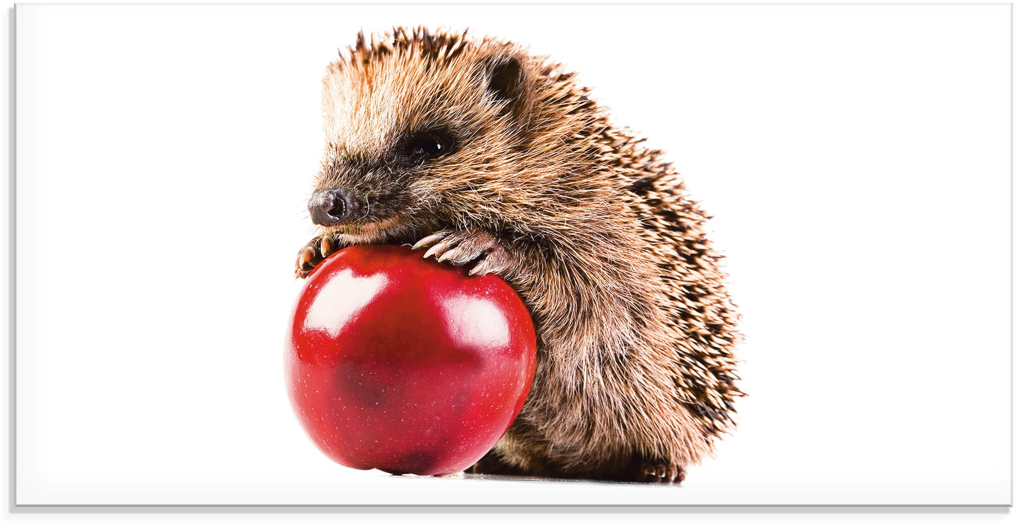 Image of Artland Glasbild »Glücklicher Igel«, Wildtiere, (1 St.) bei Ackermann Versand Schweiz