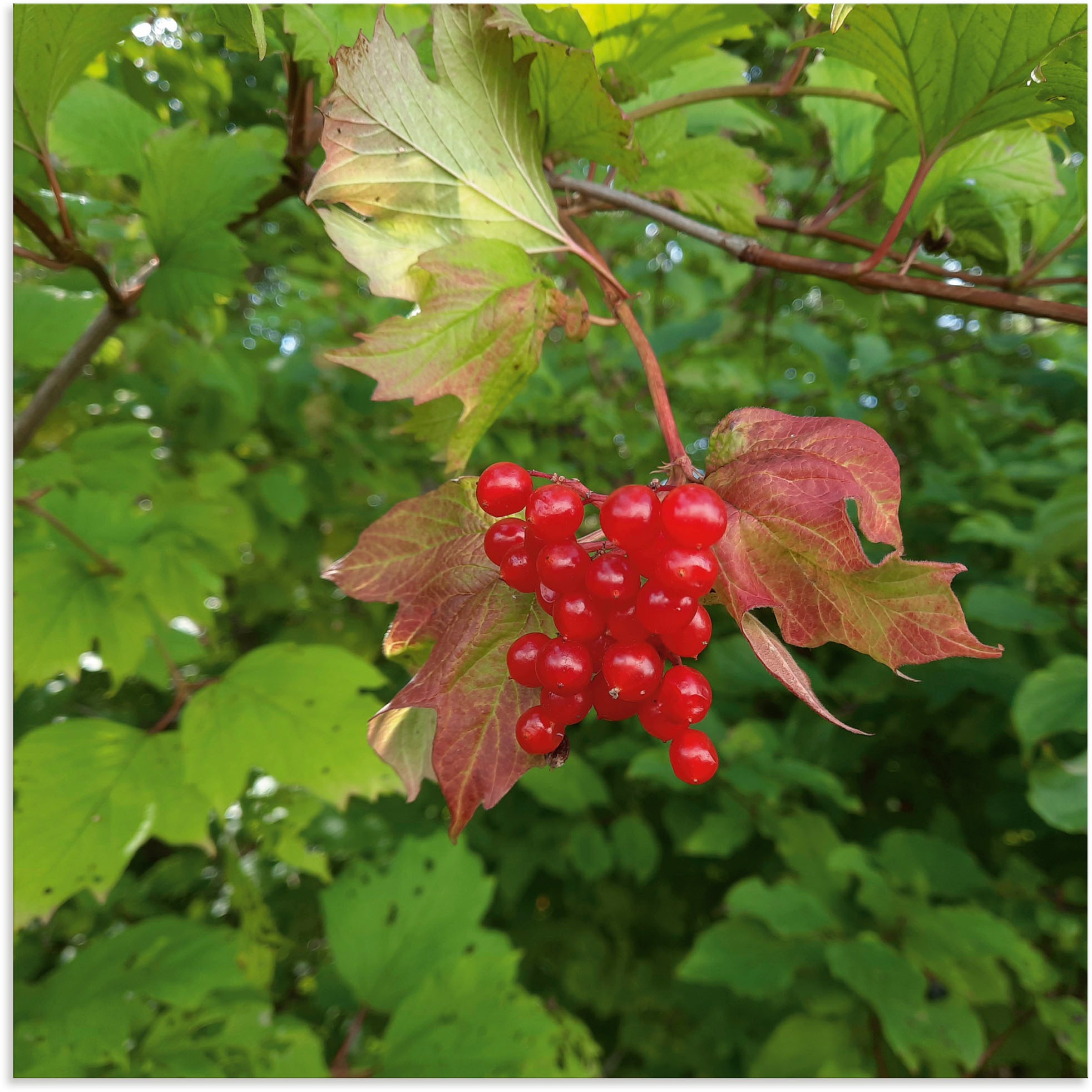 Image of Artland Wandbild »Rote Wildbeeren«, Blätterbilder, (1 St.), in vielen Grössen & Produktarten - Alubild / Outdoorbild für den Aussenbereich, Leinwandbild, Poster, Wandaufkleber / Wandtattoo auch für Badezimmer geeignet bei Ackermann Versand Schweiz