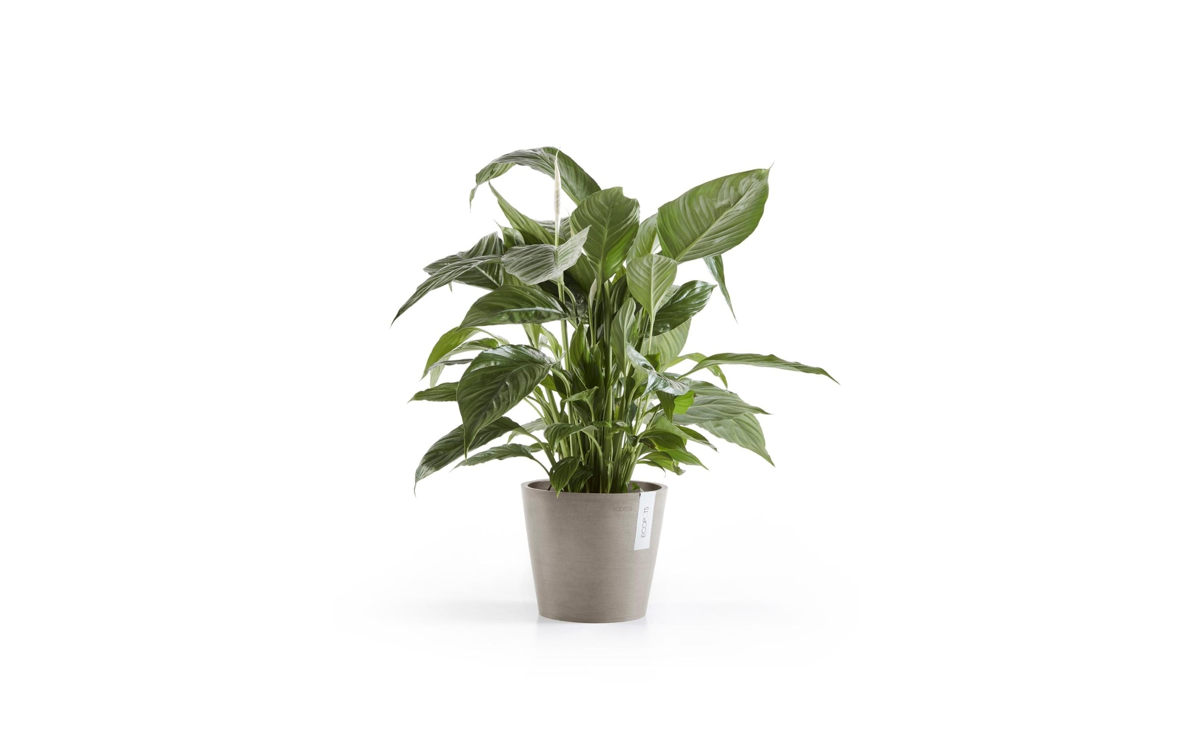 Image of ECOPOTS Blumentopf "Amsterdam"