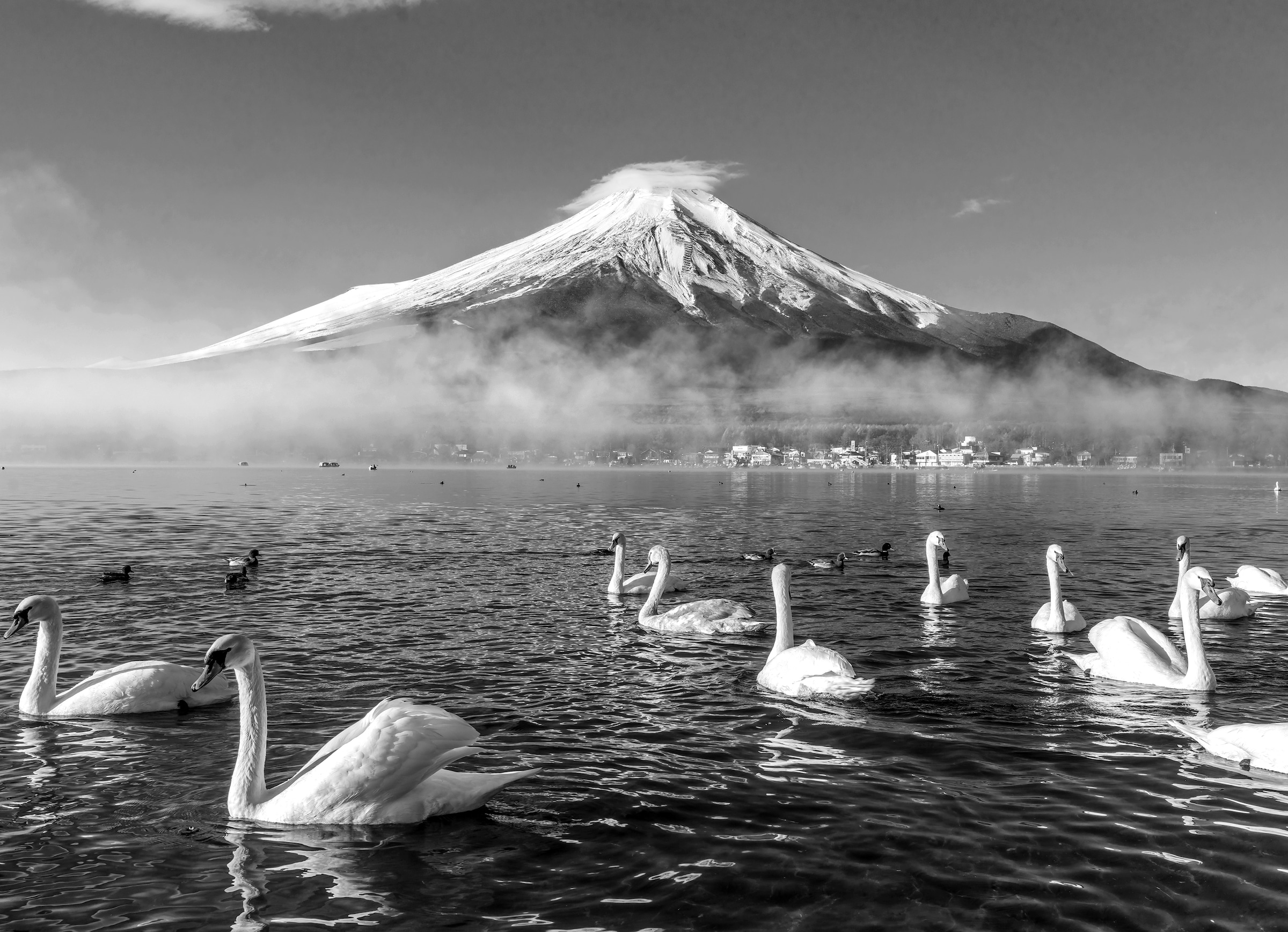 Image of Papermoon Fototapete "Mount Fuji mit Schwänen Schwarz & Weiss"