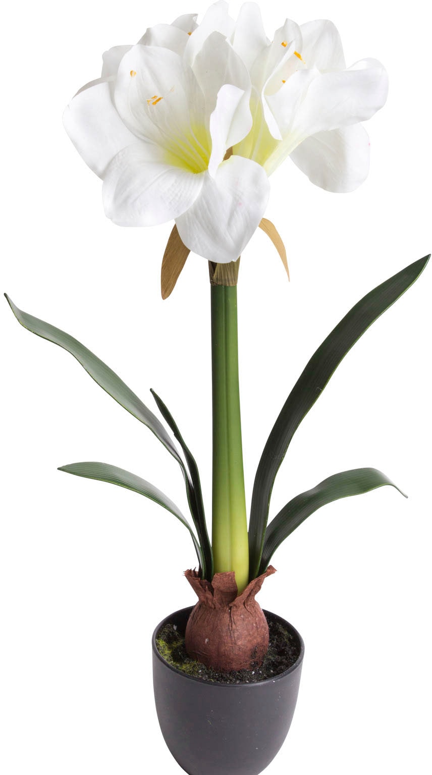 Kunstblume Botanic-Haus kaufen jetzt »Amaryllis«