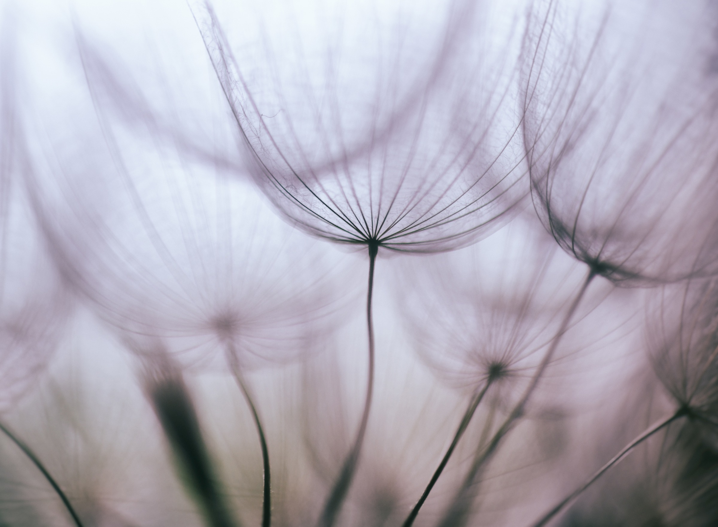 Image of Papermoon Fototapete »Purple Abstract Dandelion« bei Ackermann Versand Schweiz