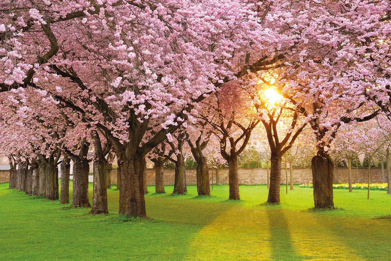 Image of Papermoon Fototapete "Cherry Tree Garden" glatt