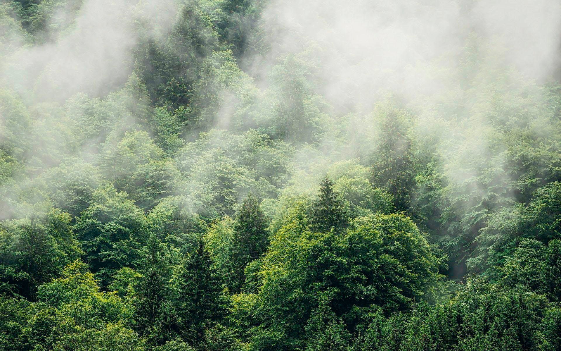 Image of Komar Vliestapete »Hefele Forest Land«, naturalistisch bei Ackermann Versand Schweiz