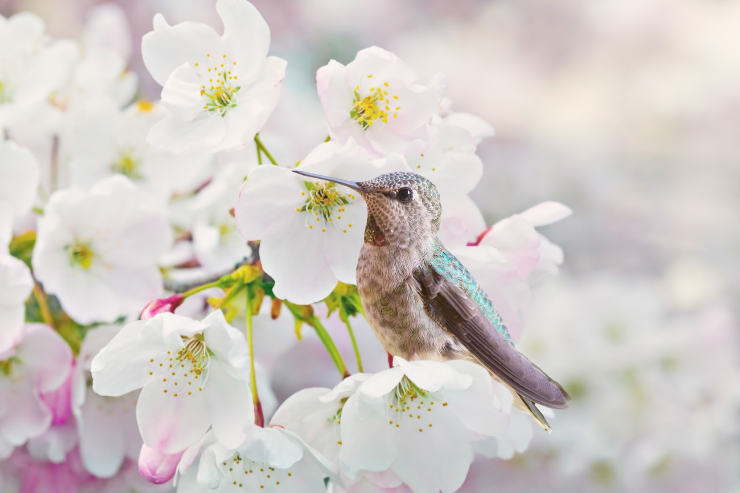 Image of Papermoon Fototapete "Cherra Blossoms" glatt