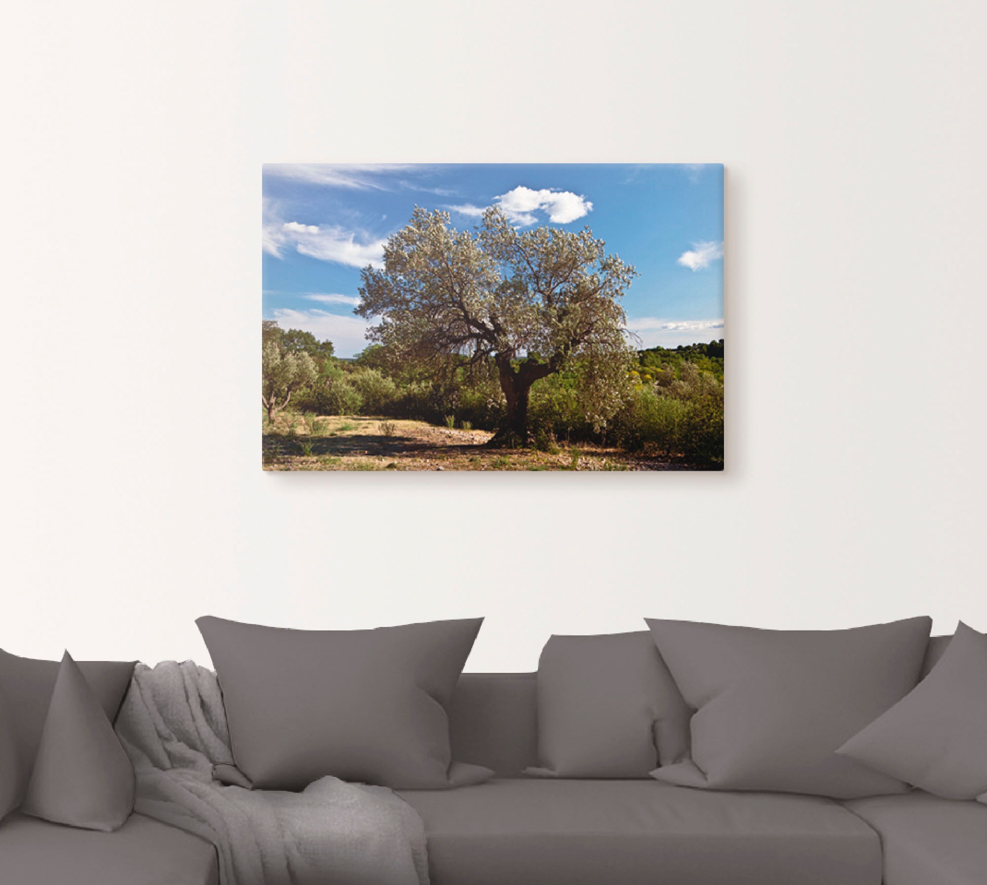 Artland Wandbild »Olivenbaum in Südfrankreich«, Bäume, (1 St.), als Alubild, Outdoorbild, Leinwandbild, Poster in verschied. Grössen
