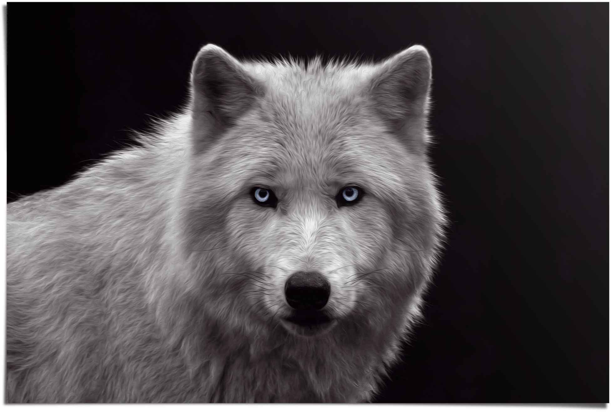 Image of Reinders Poster "Weisser Wolf" 1 Stk. tlg.