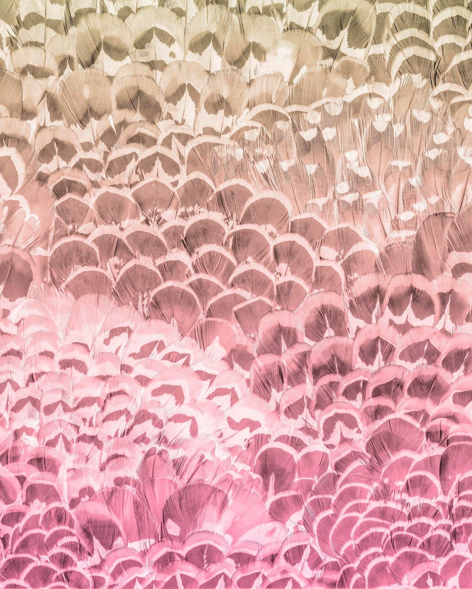 Image of Komar Vliestapete »Pure Pale Feathers«, naturalistisch bei Ackermann Versand Schweiz