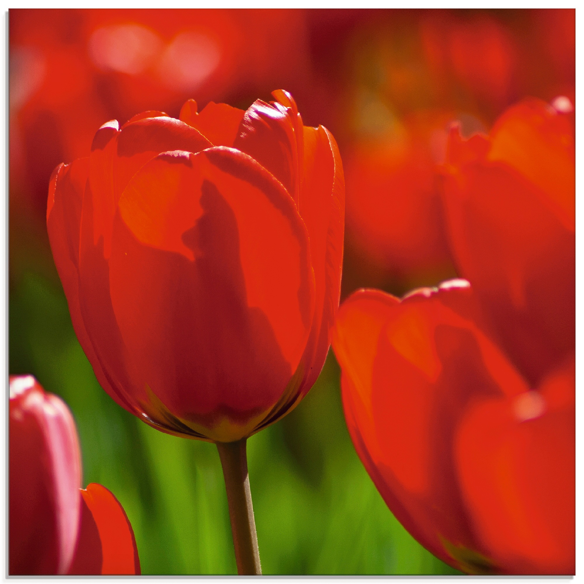 Image of Artland Glasbild »Rote Tulpen in der Sonne«, Blumen, (1 St.) bei Ackermann Versand Schweiz