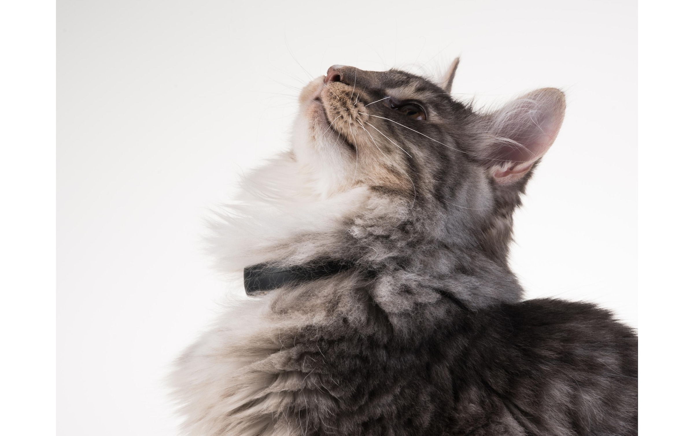 GPS-Tracker »PetTracer GPS-Katzenhalsband«