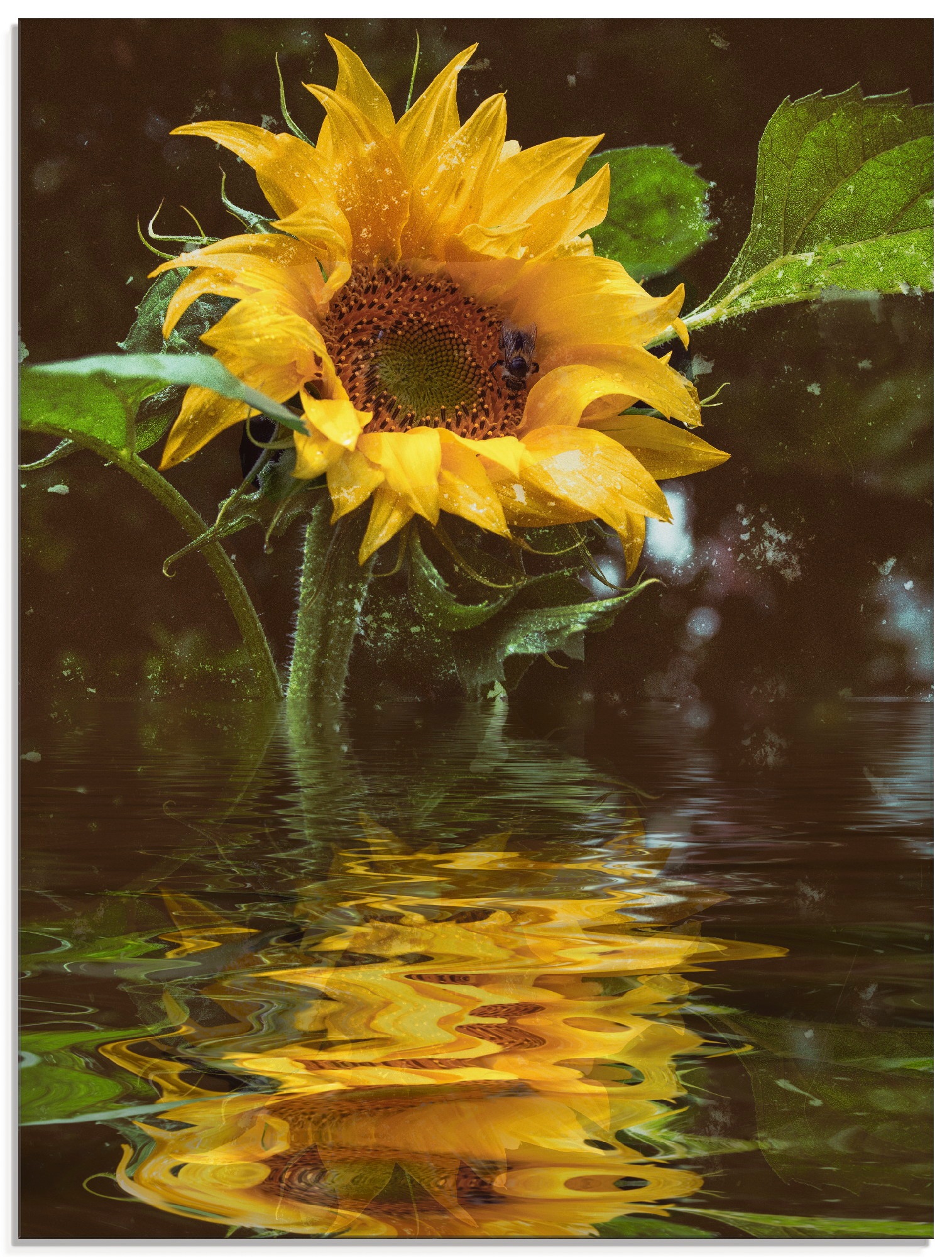 Image of Artland Glasbild "Sonnenblume mit Wasserspiegelung" Blumen 1 Stk. tlg. in verschiedenen Grössen